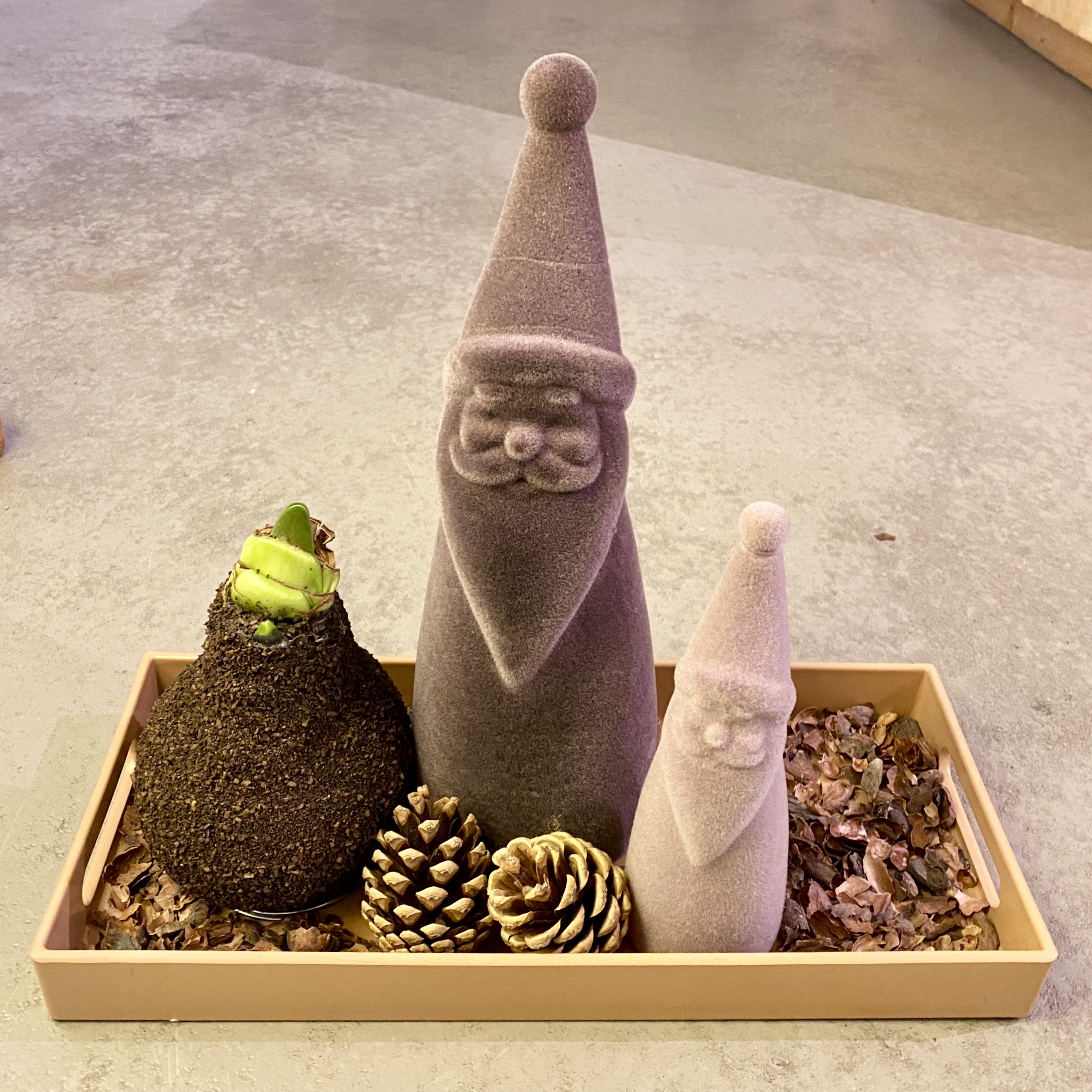 Kleiner Wintergruß, braun caramel