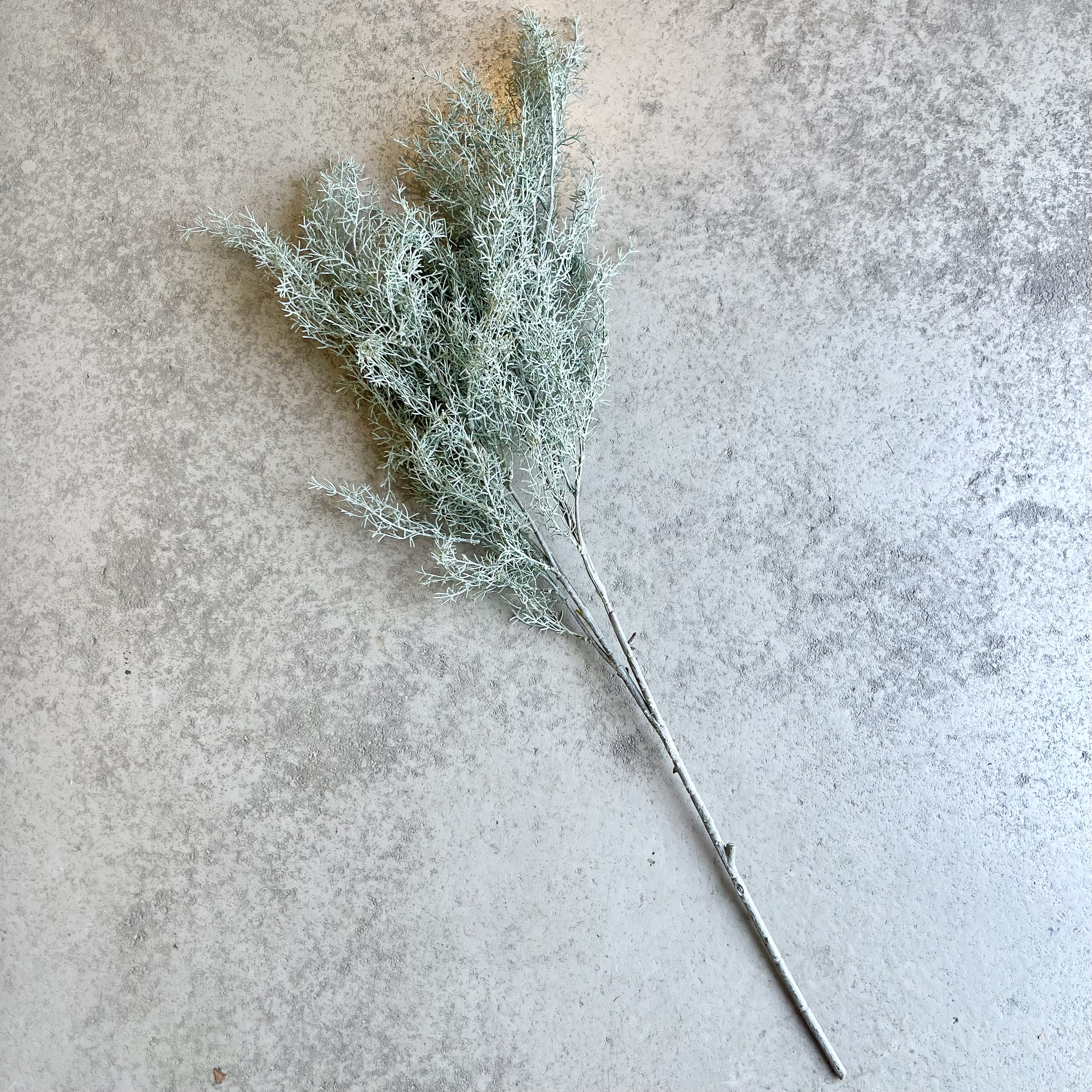 Calocephalus Zweig"Joost",L95cm,grün