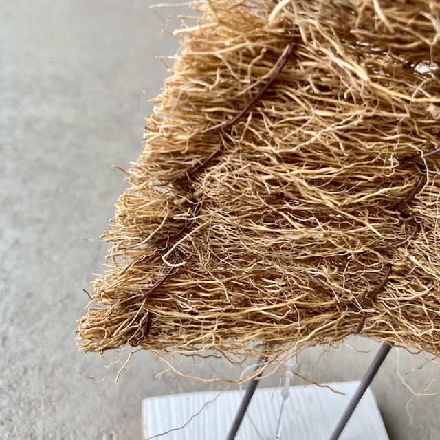 IMG_6685kMXNngjJxzcsS