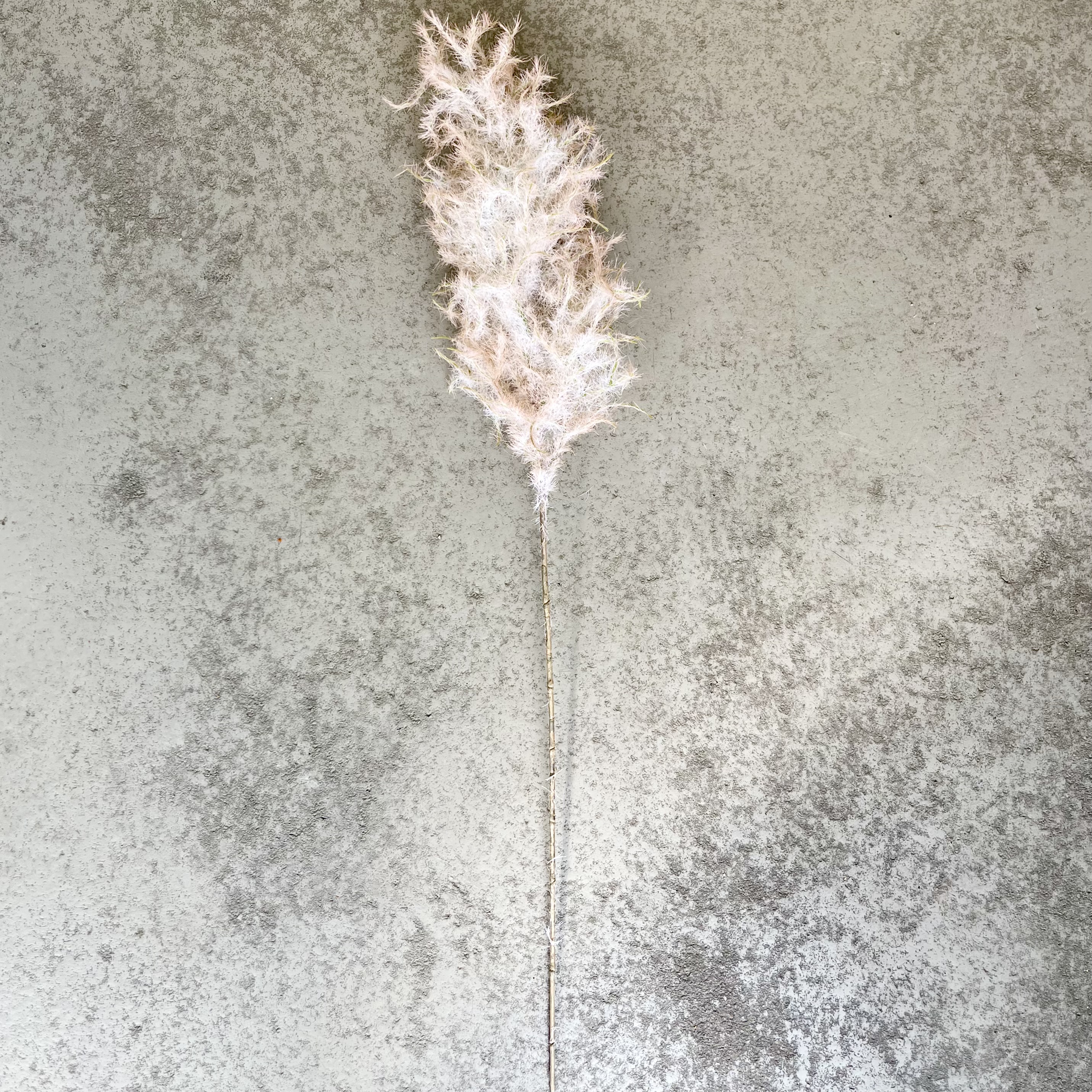 Perückenstrauch Zweig "Pia"L80cm, Altrose