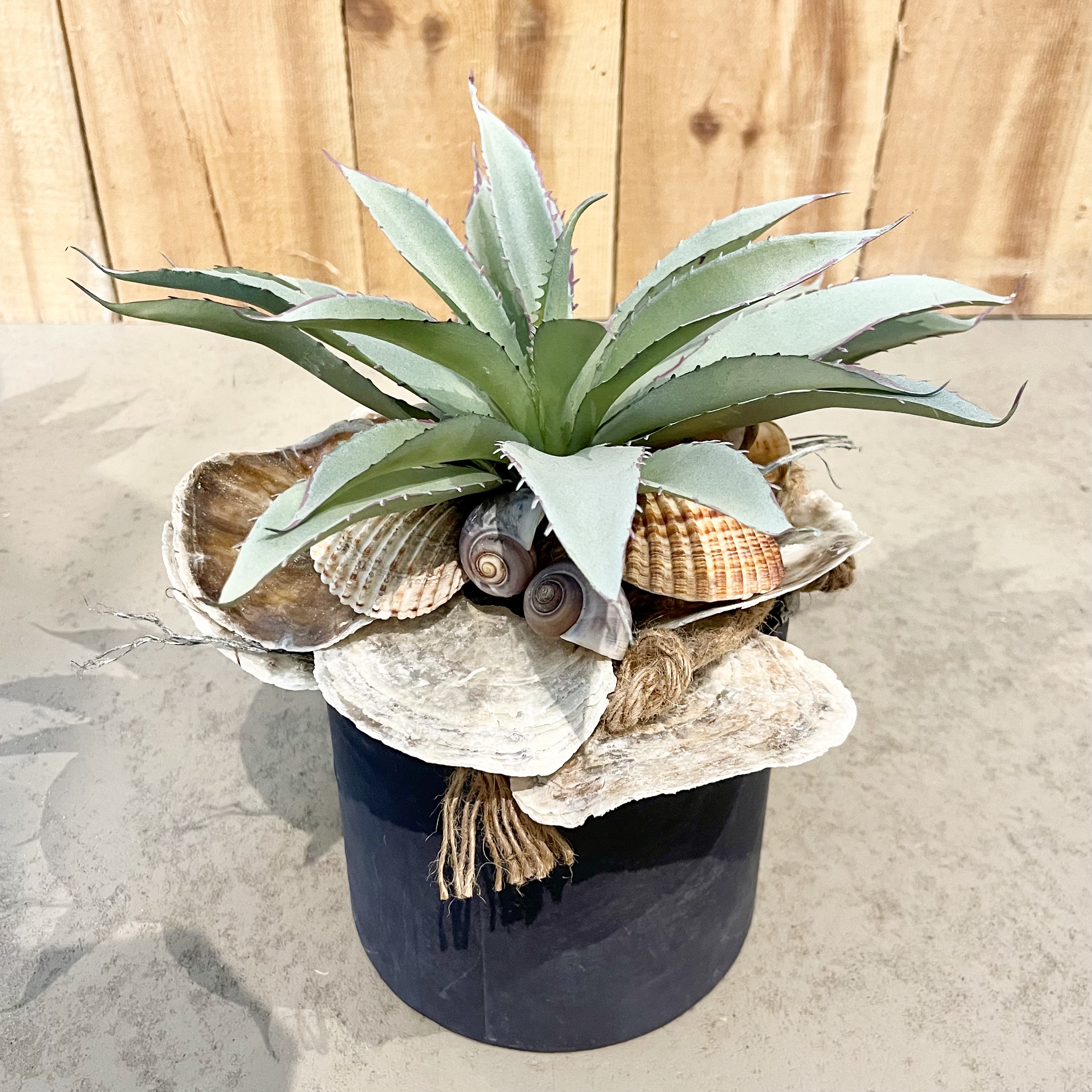Agave im Topf Model 1