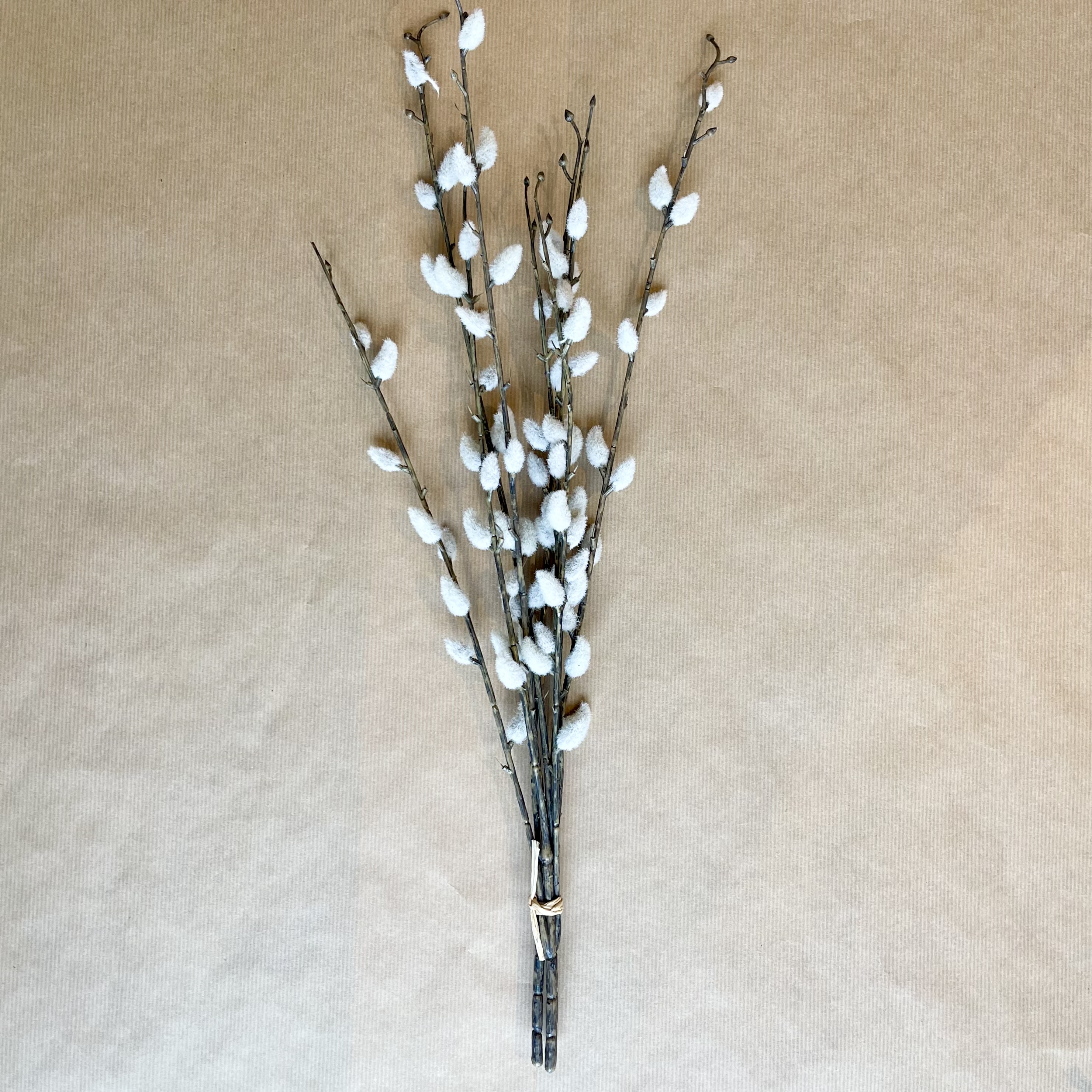 Weidenkätzchen"Inka",3Zw.,L55cm,weiß