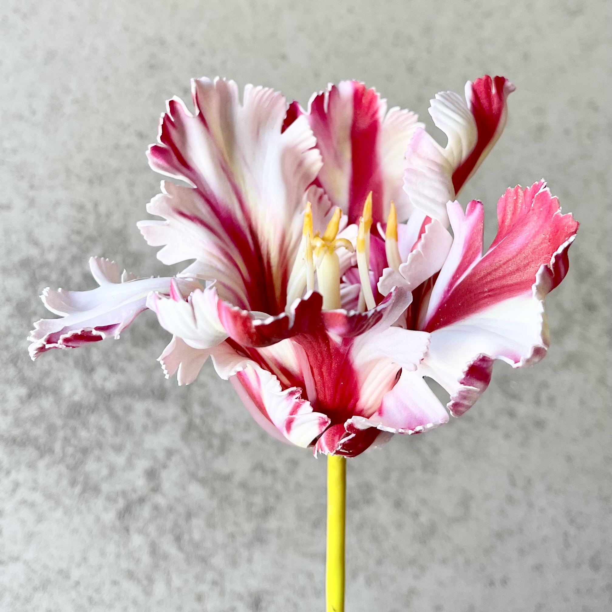 Tulpe-Langstiel L70cm, pink