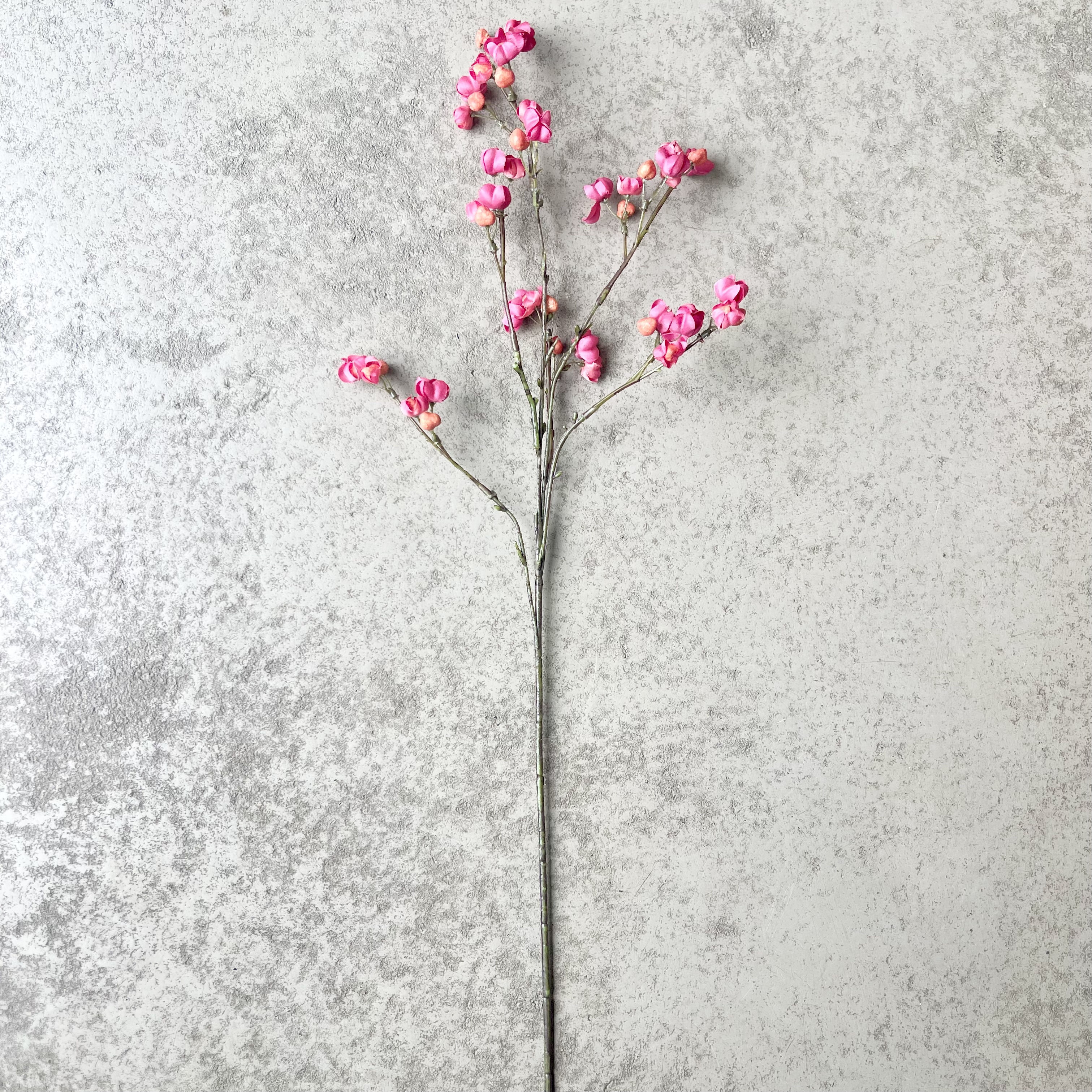 Pfaffenhütchen,L66cm,pink