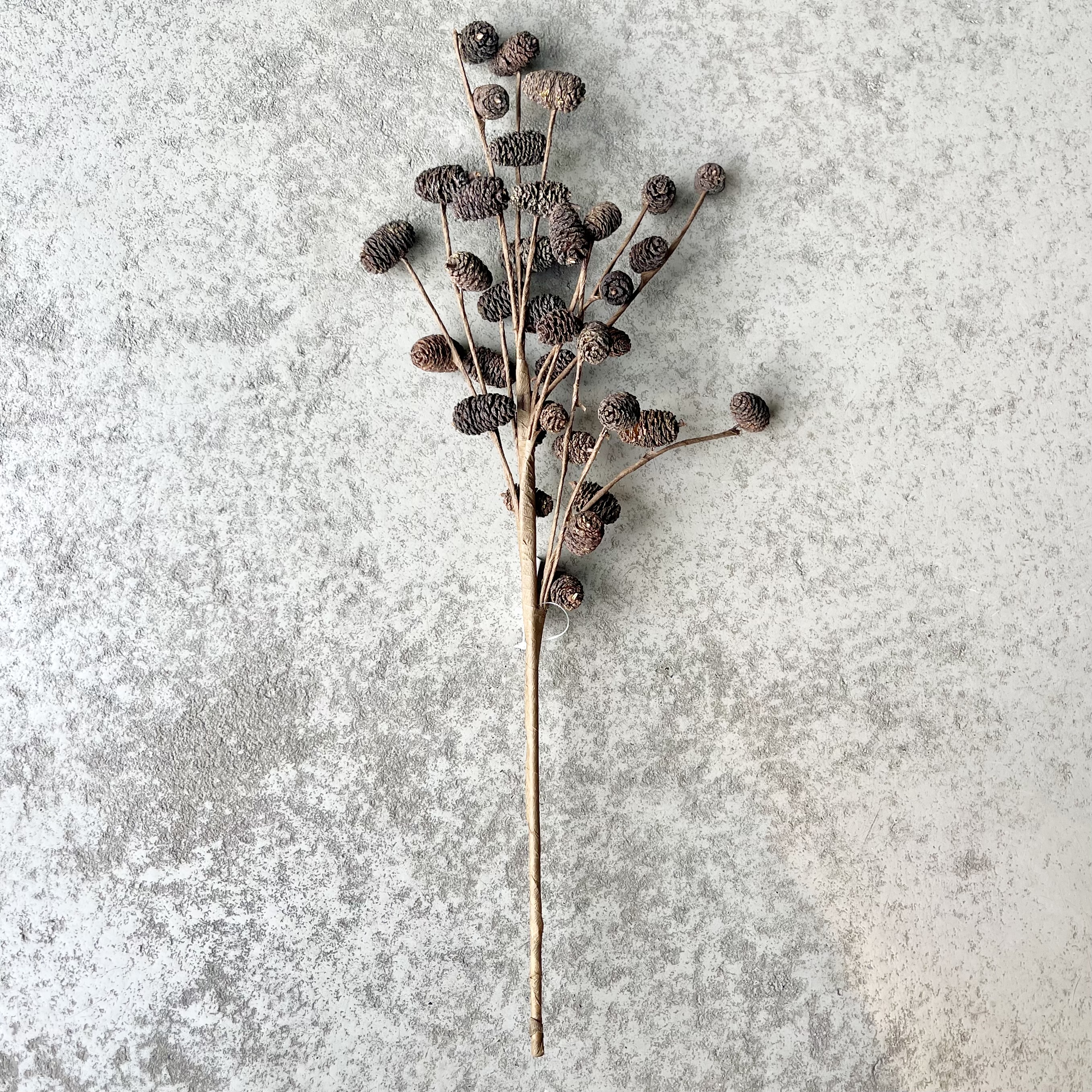 Erlenzapfenzweig'Zania',L55cm,natur