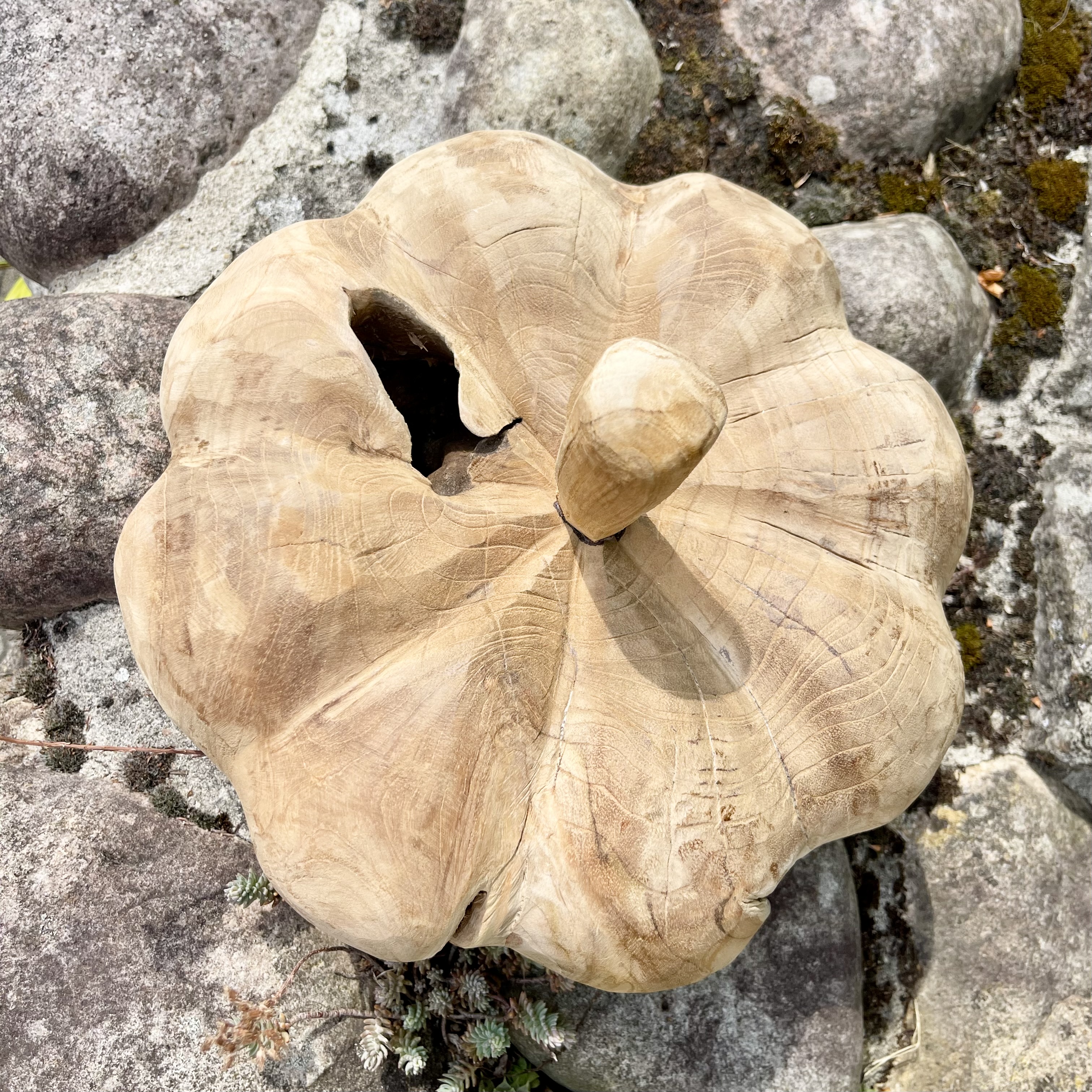 Holz-Kürbis Teak, H20cm, B30cm