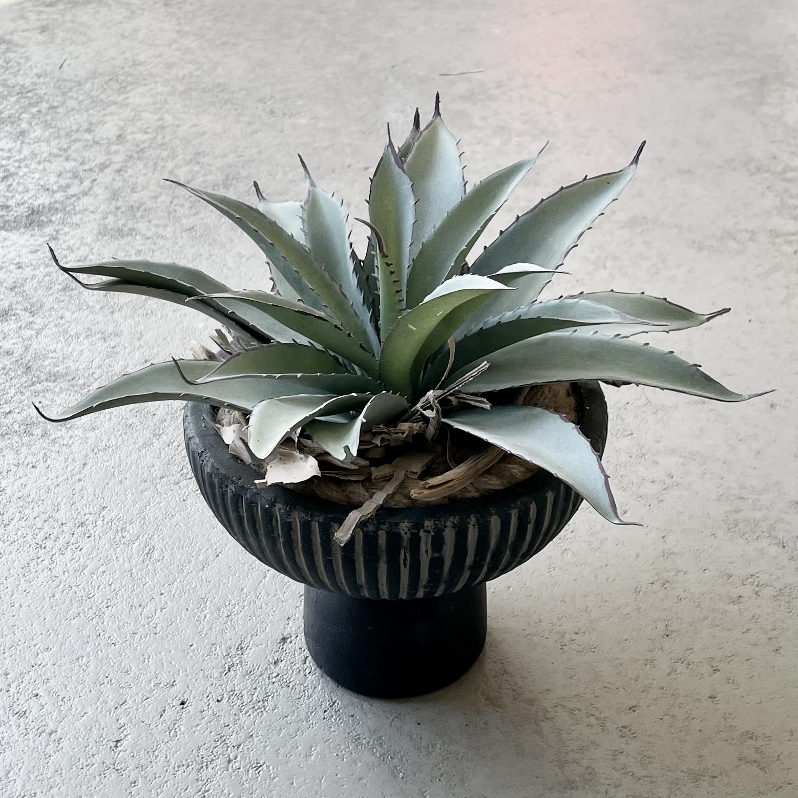 Aloe-Stecker in Keramikschale D18cm, schwarz/grün