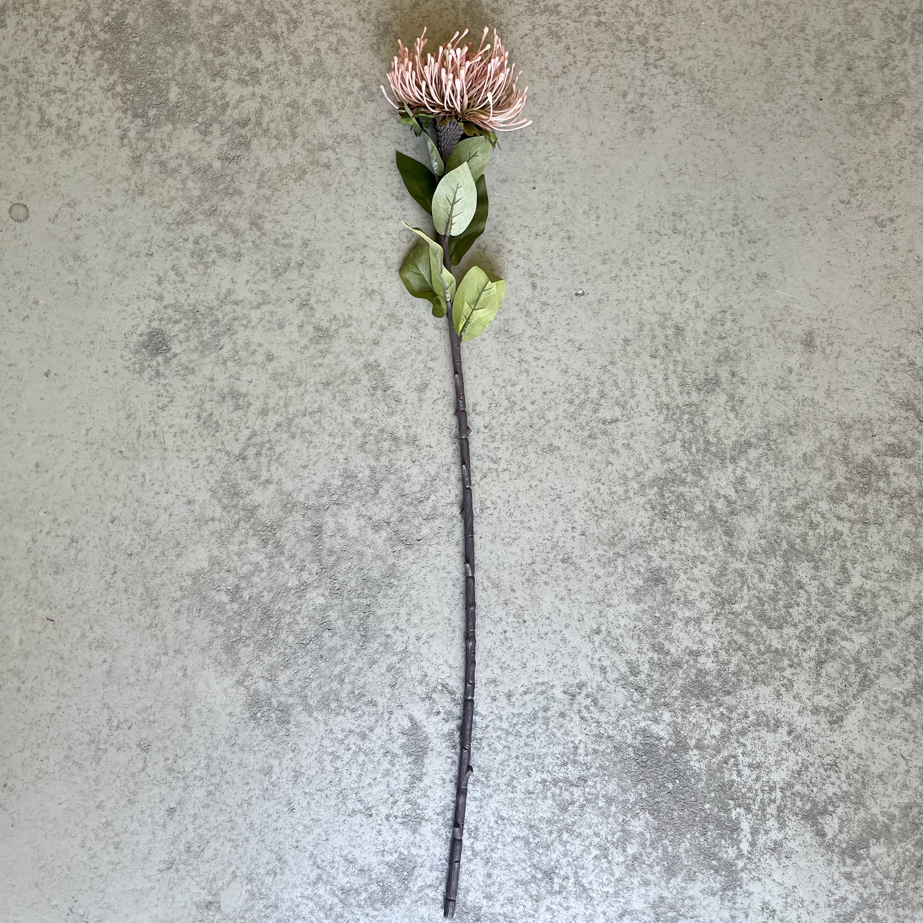 Protea "Piku", 74cm