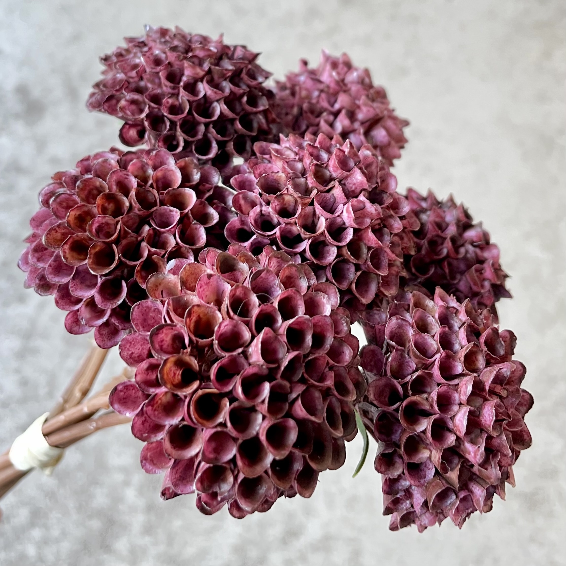 Dahlien-Bündel x7, L27cm, burgund