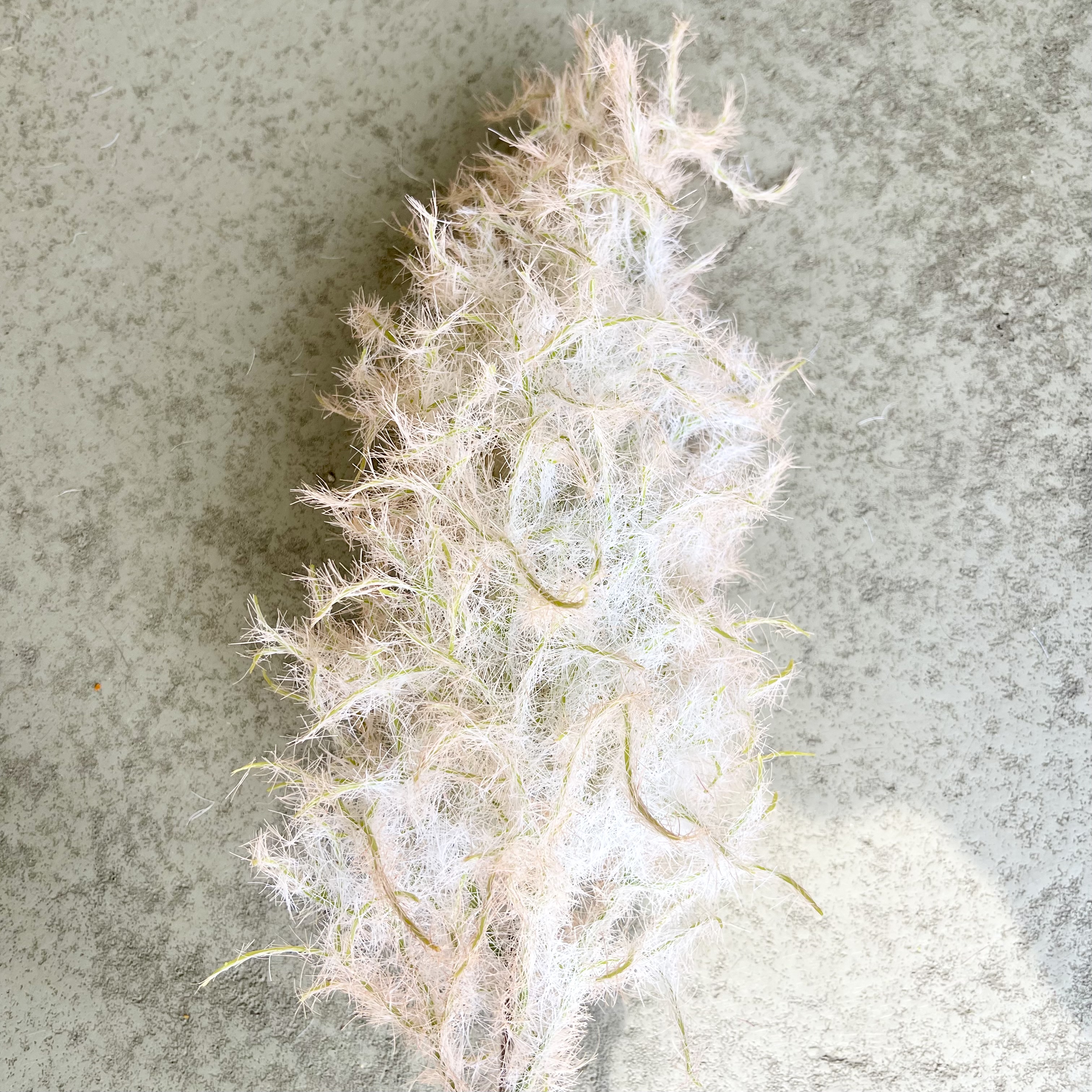 Perückenstrauch Zweig "Pia"L80cm, Altrose