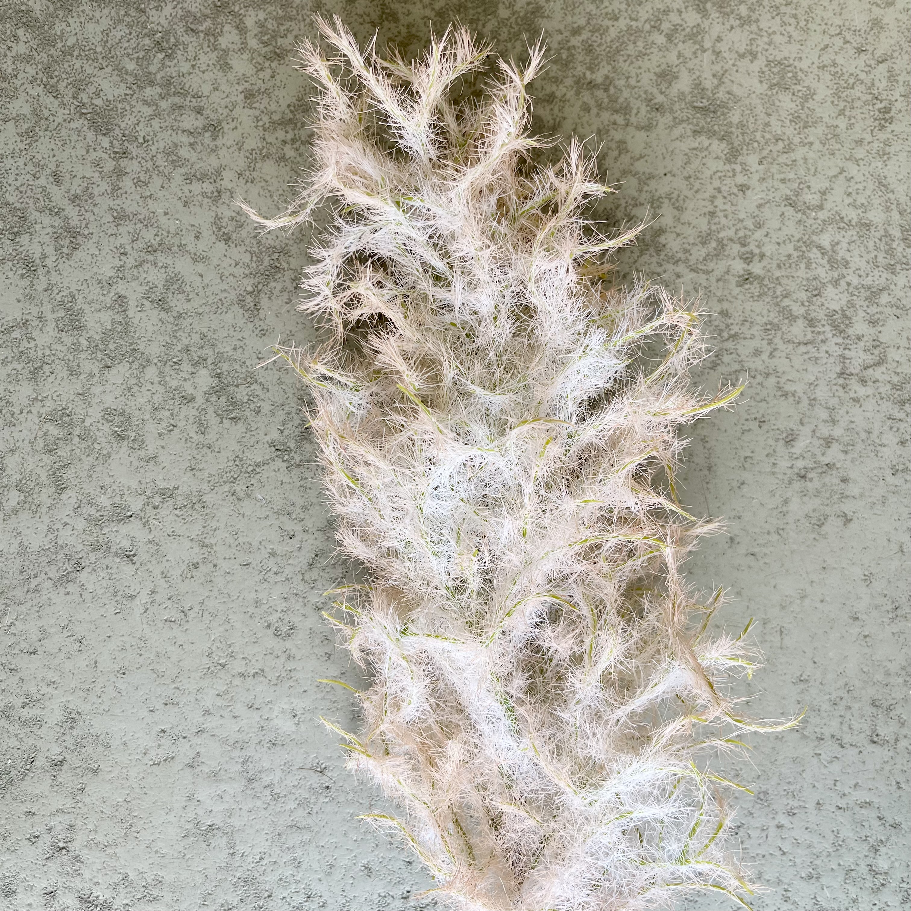 Perückenstrauch Zweig "Pia"L80cm, Altrose
