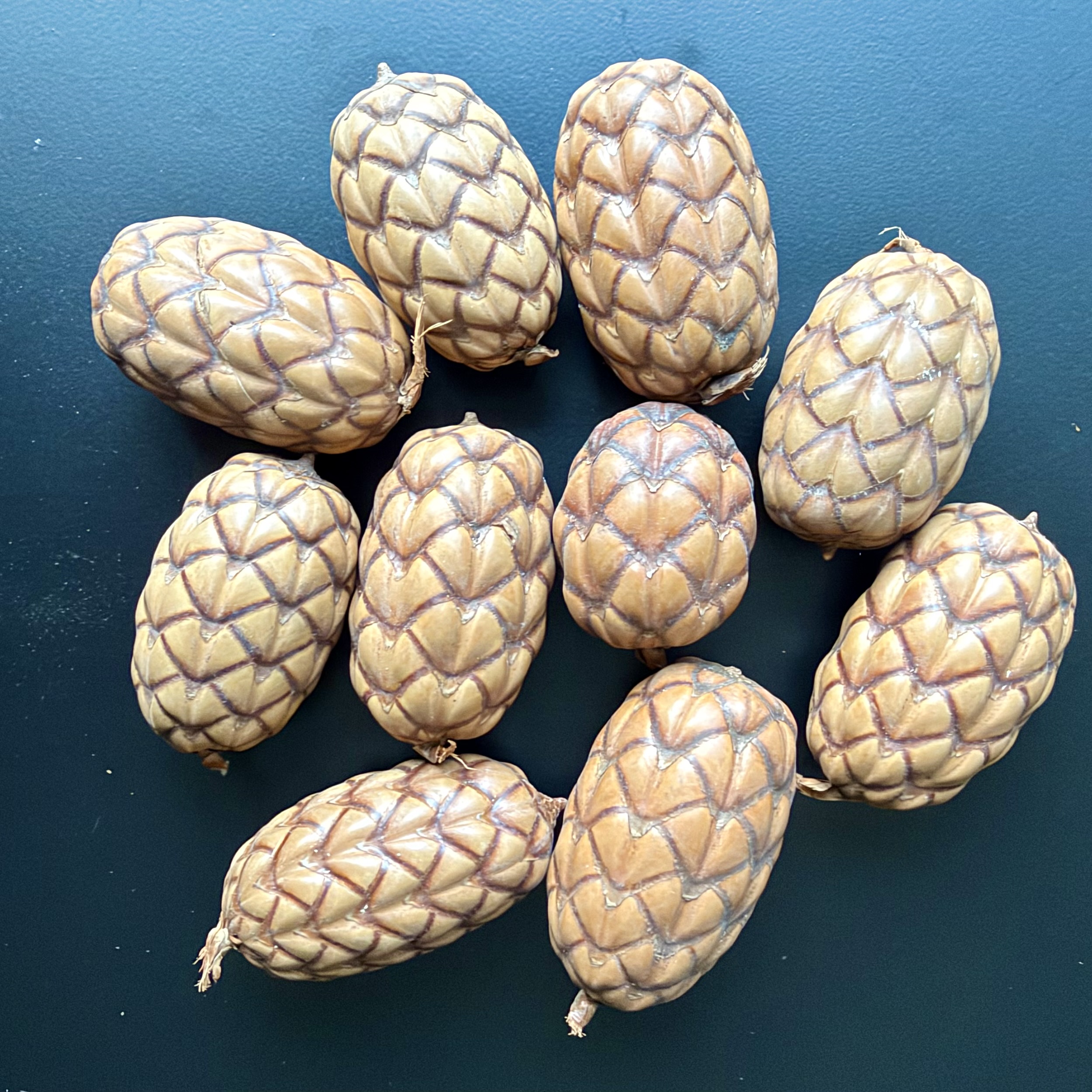 Thika- Frucht,10Stk, natur