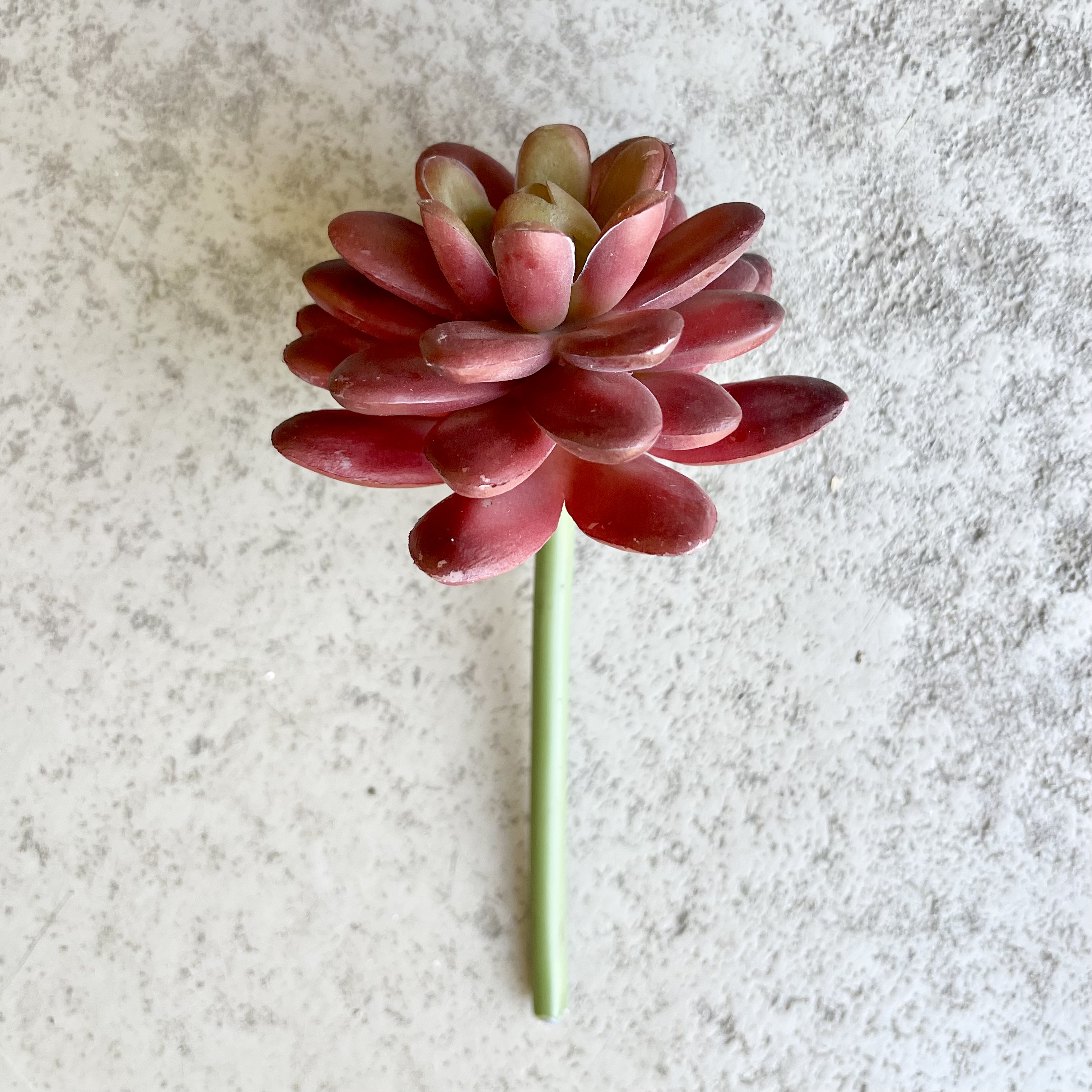 Sedum-Pick,L14cm, bordeaux
