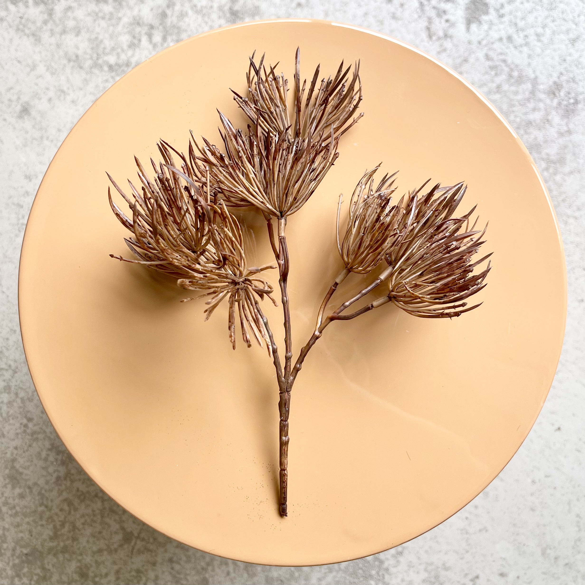 Wildgrasbusch"Enzo",L24cm,braun