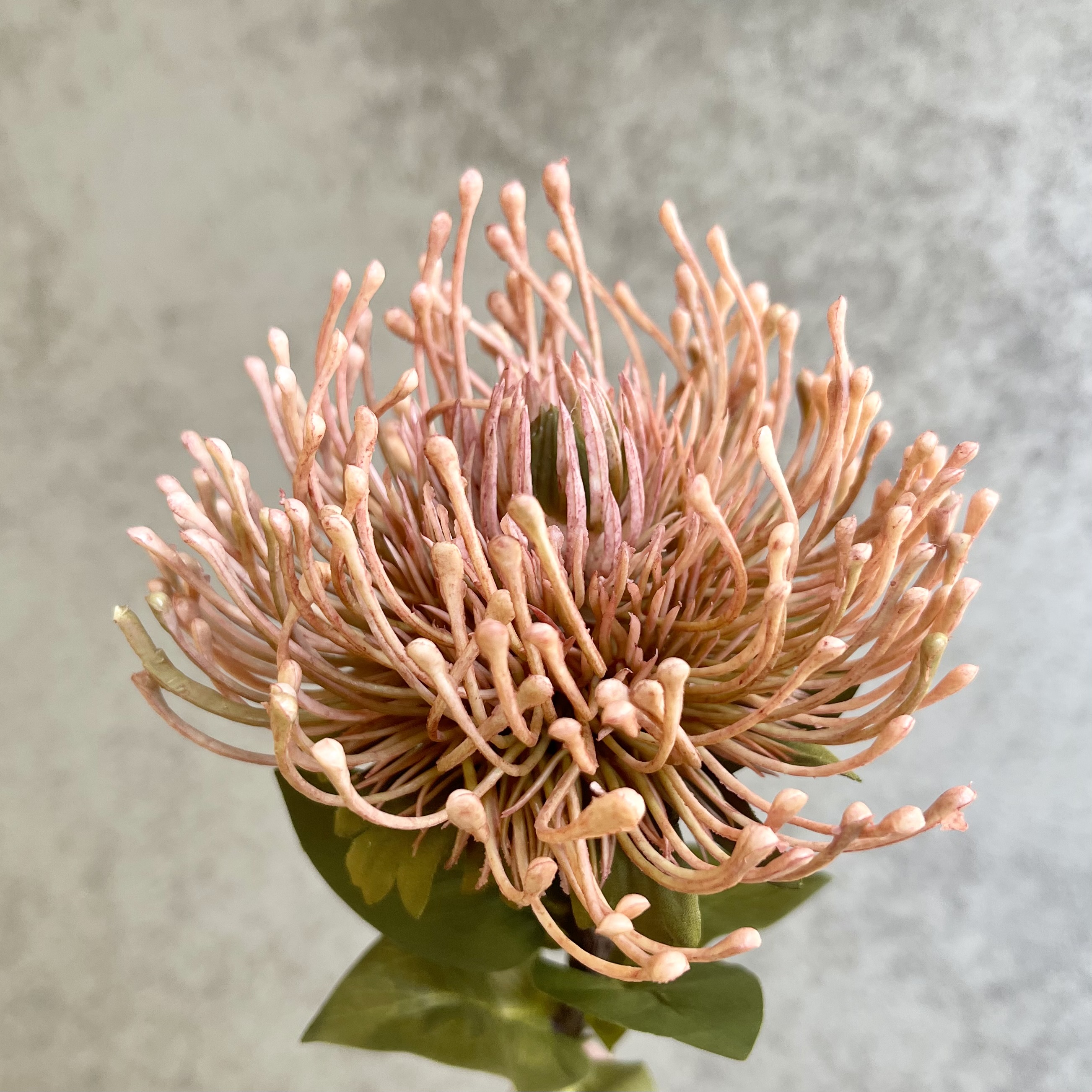 Protea "Piku", 74cm