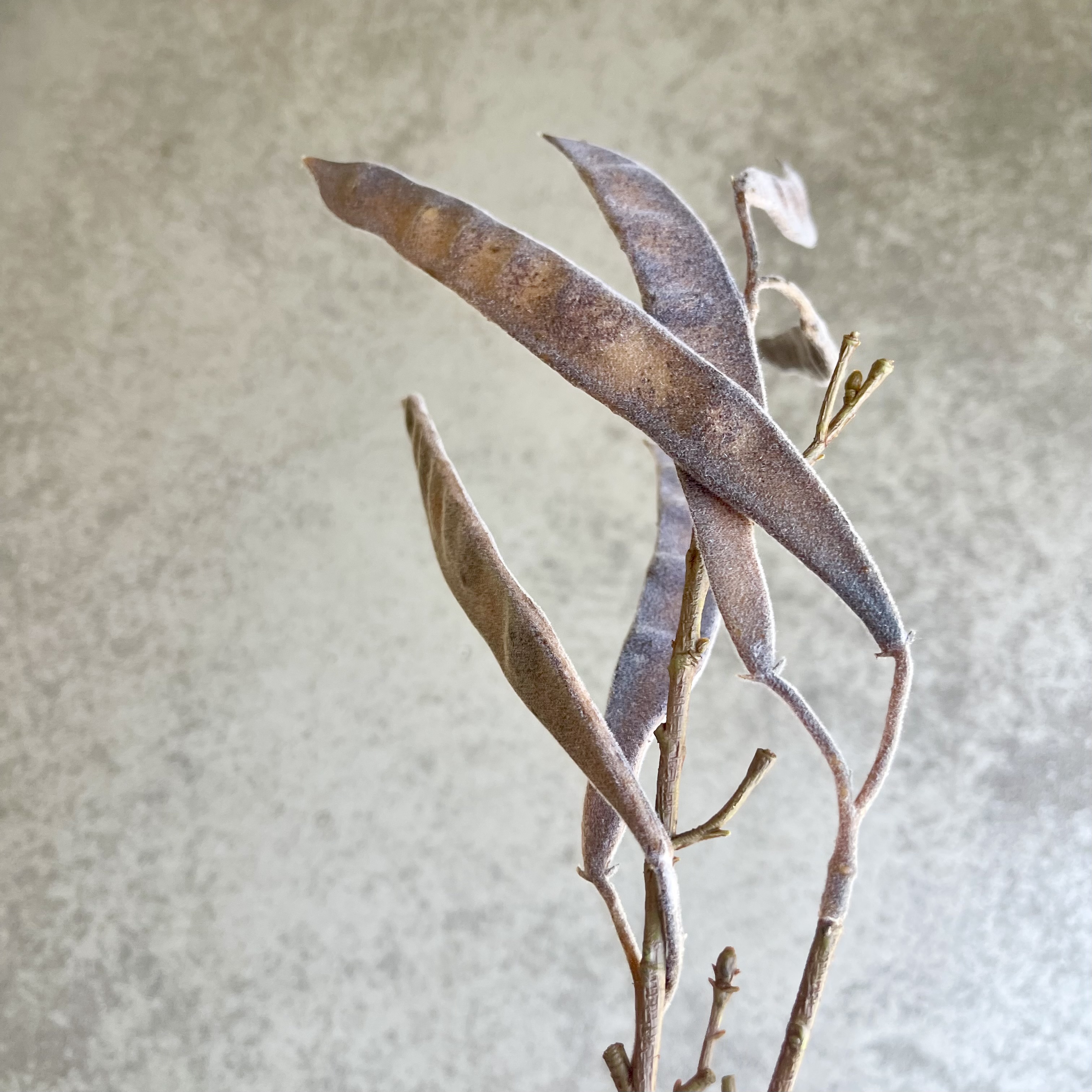 Schotenzweig "Gero", 120cm