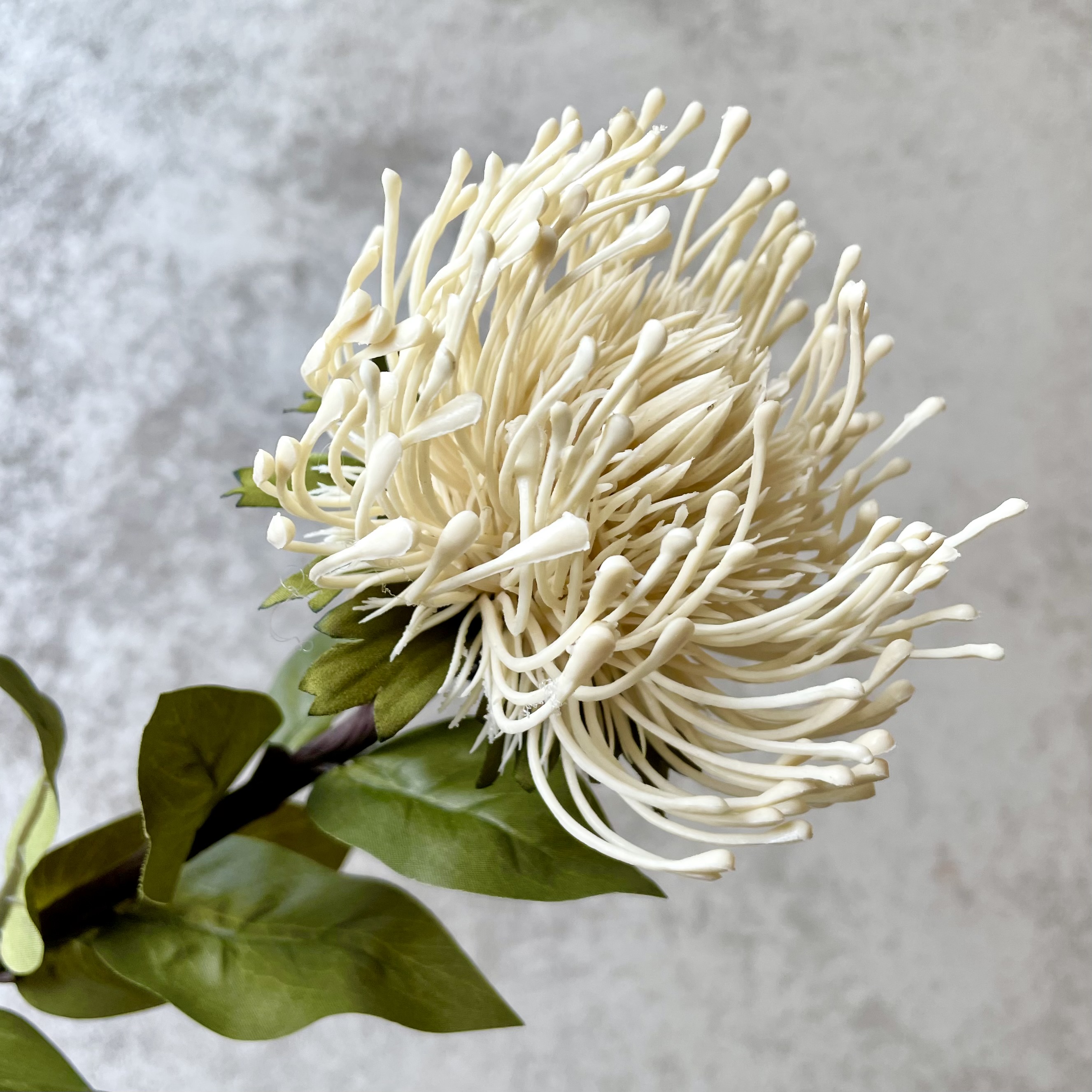 Protea-Zweig "Piku" L74cm, creme/grün