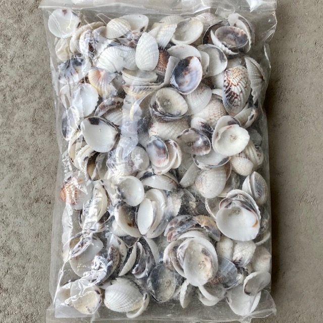 Muscheln "Karandia chippy" in Tüte 1kg natur