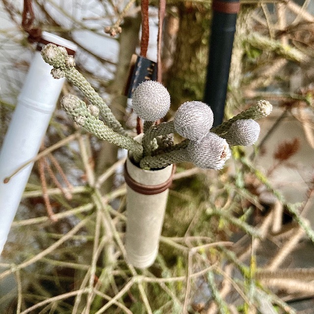 IMG_9314k109nOUATmxR6