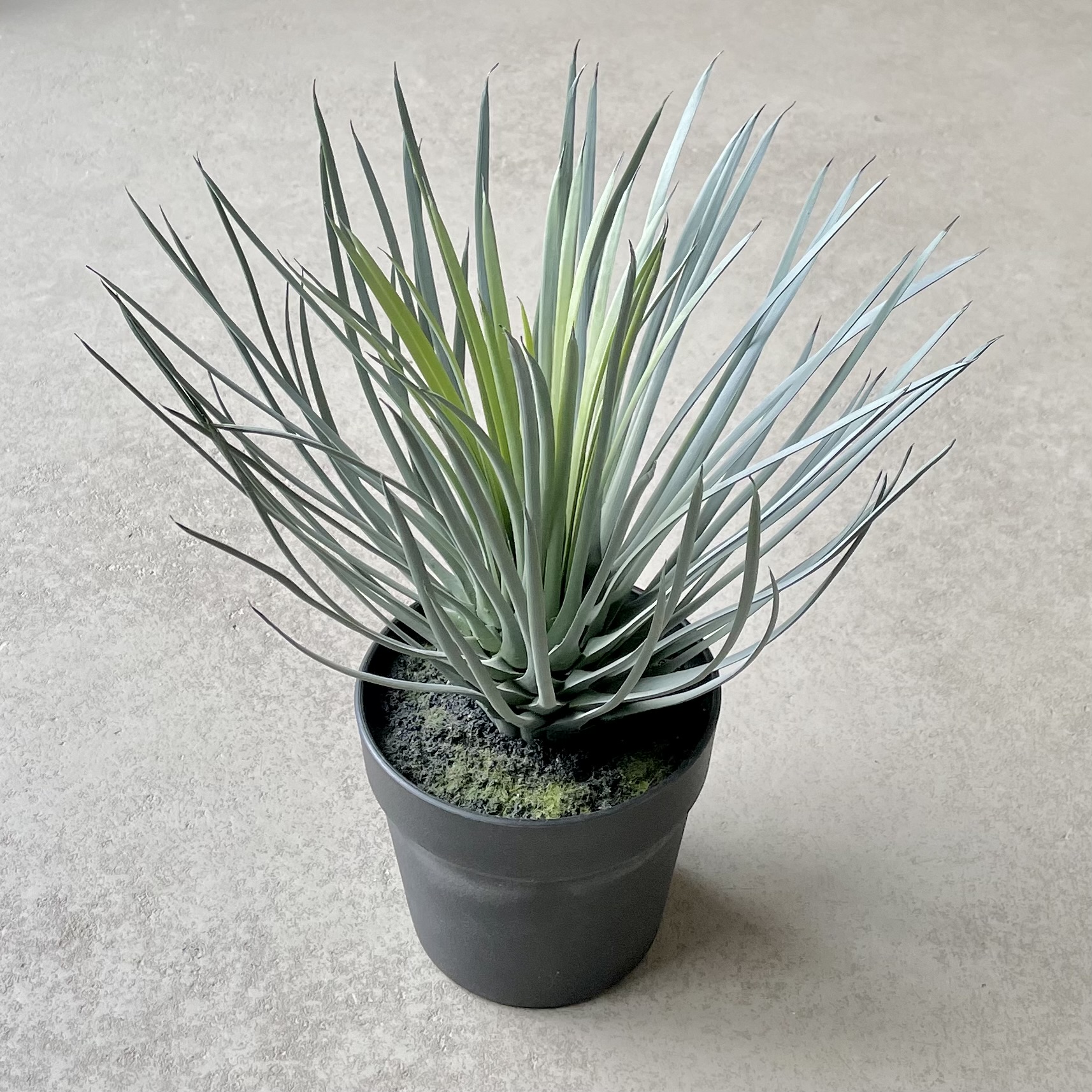 Palme getopft H38 grün