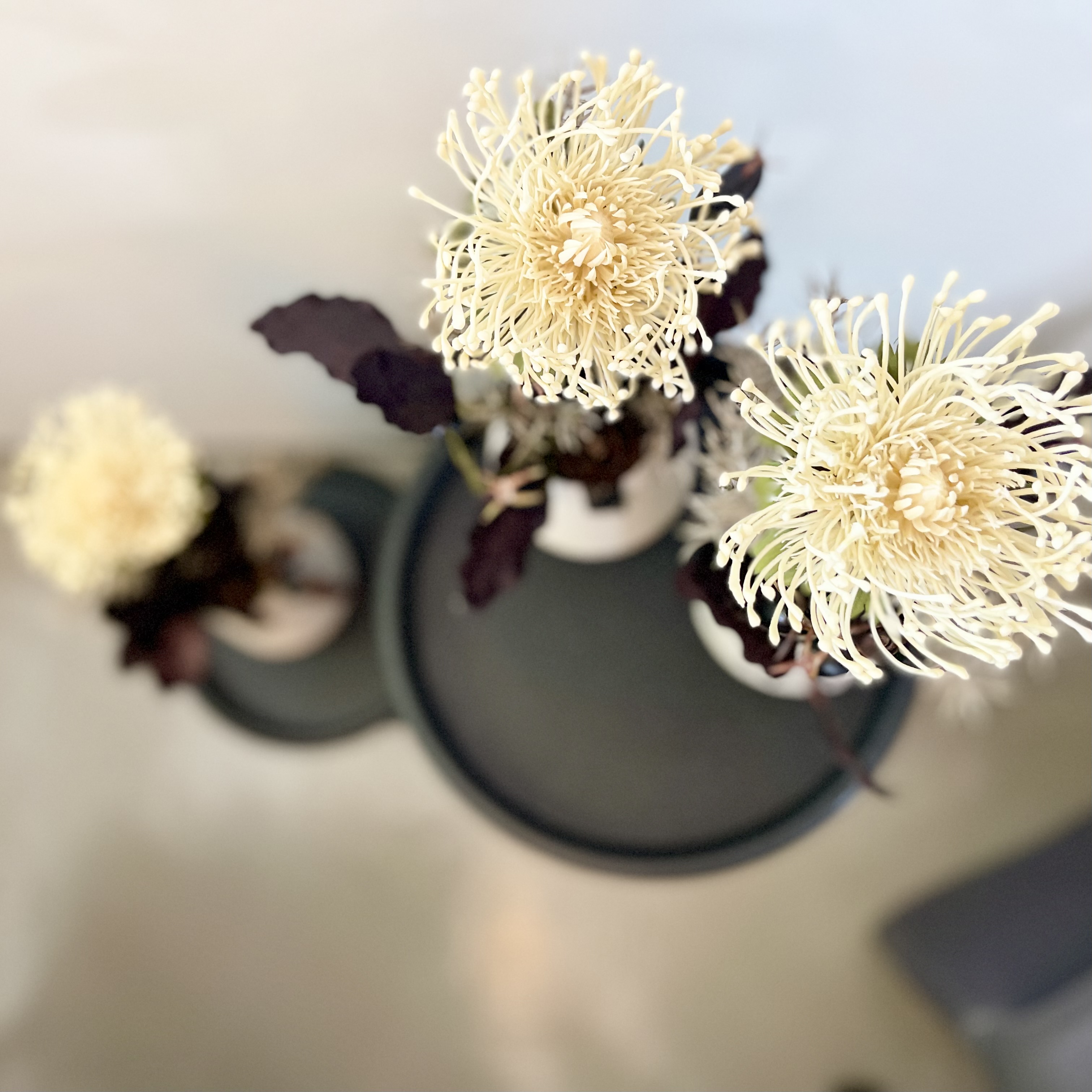 Protea Topf