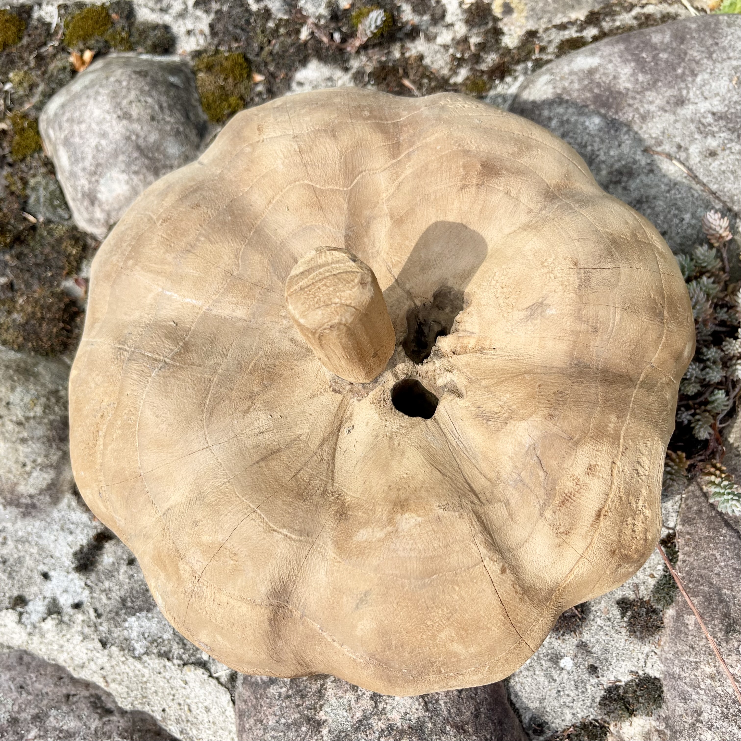 Holz-Kürbis Teak, H18cm, B25cm