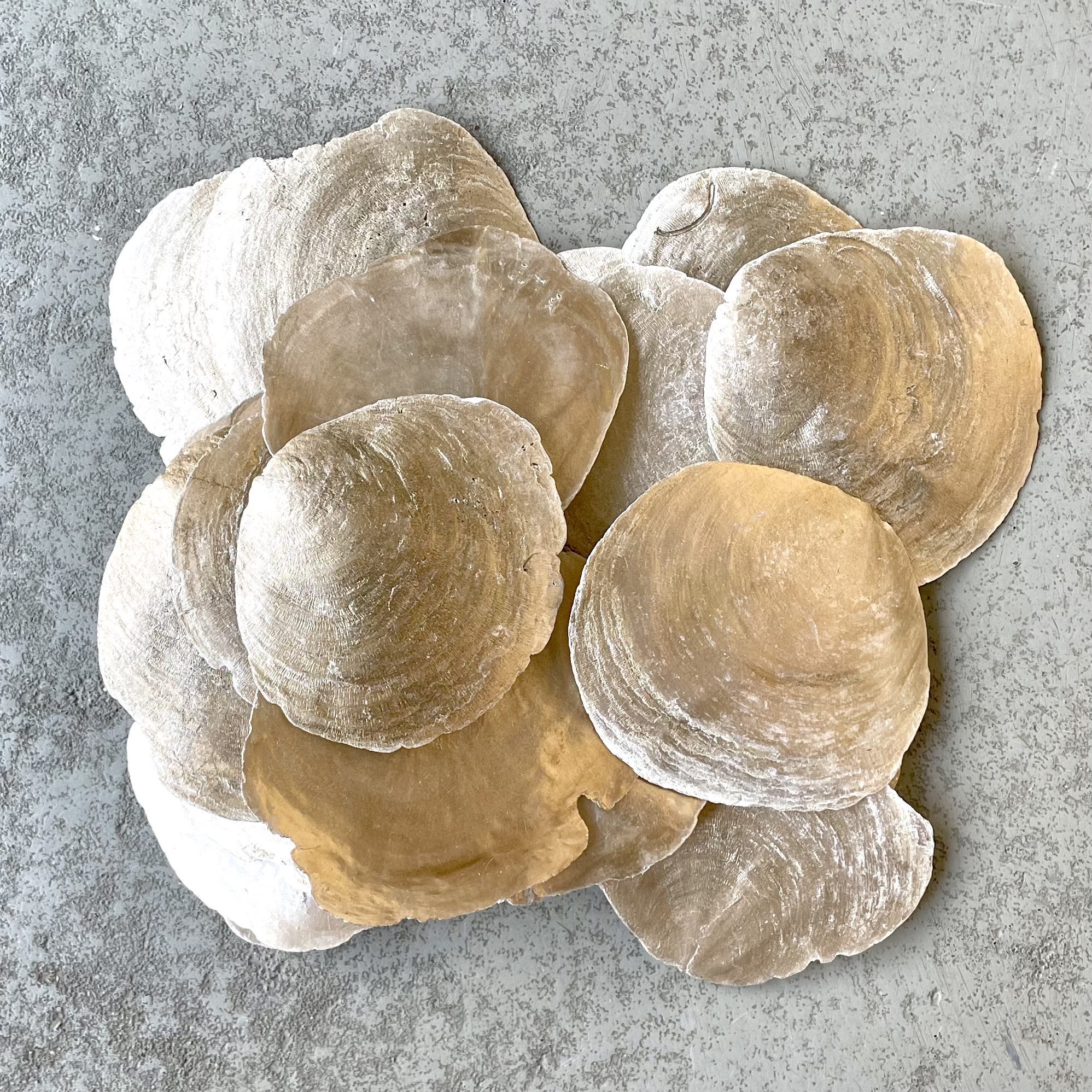 Muschel-Tüte "Camar" 500g, gold