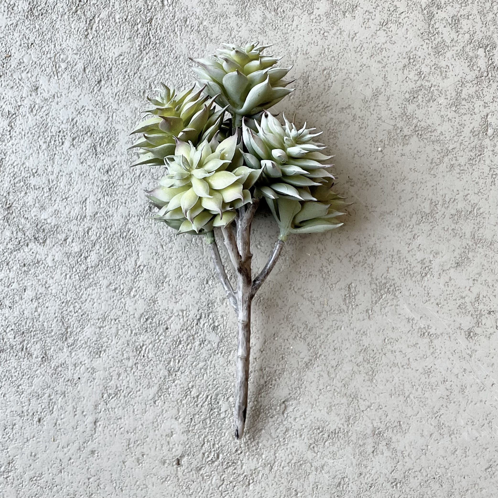 Echeveria-Star-Pick L12cm, graugrün