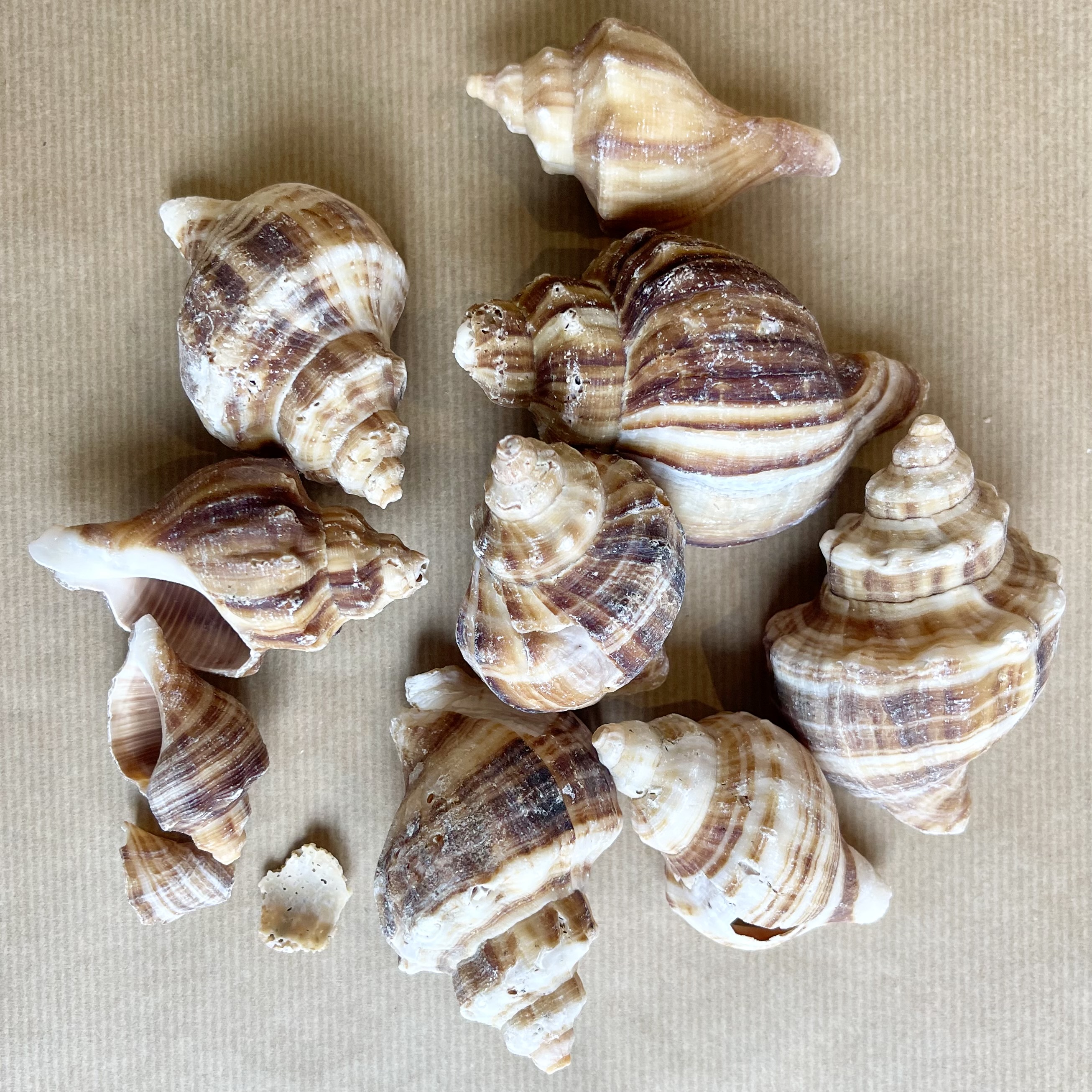 Muscheln S/300g5-8cm/natur
