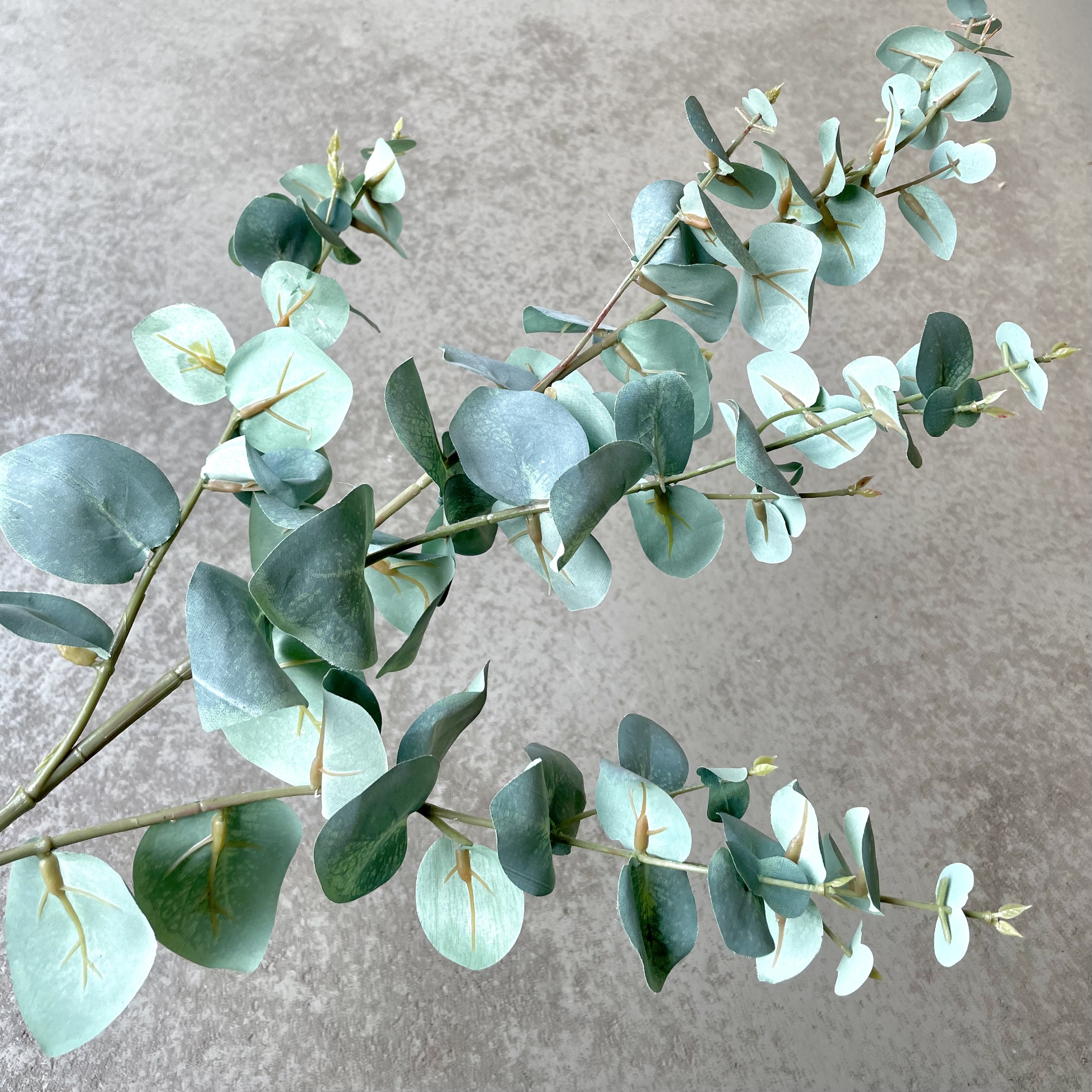 Eukalyptus Zweig