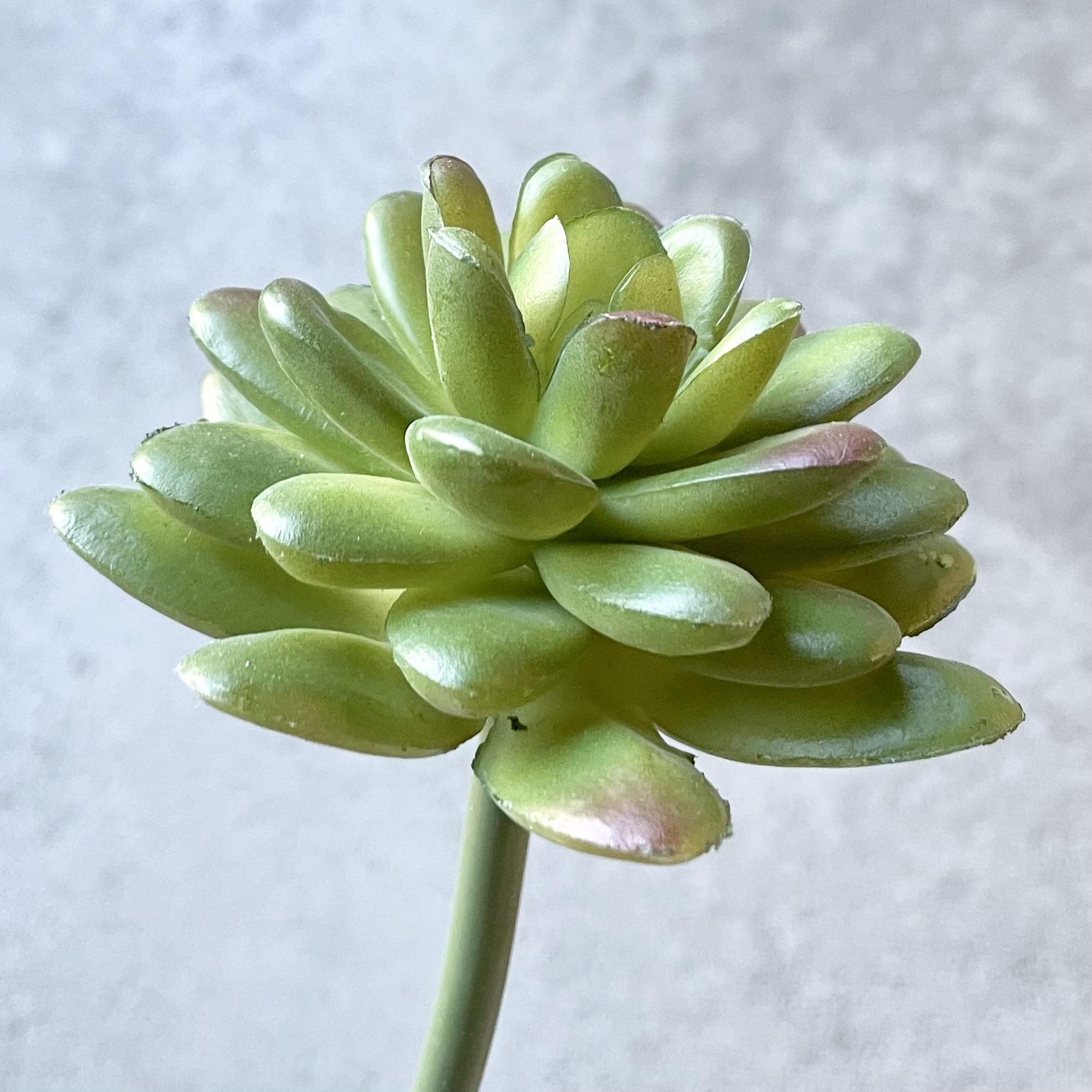 Sukkulente "Sedum" Pick L16cm, grün/bordo