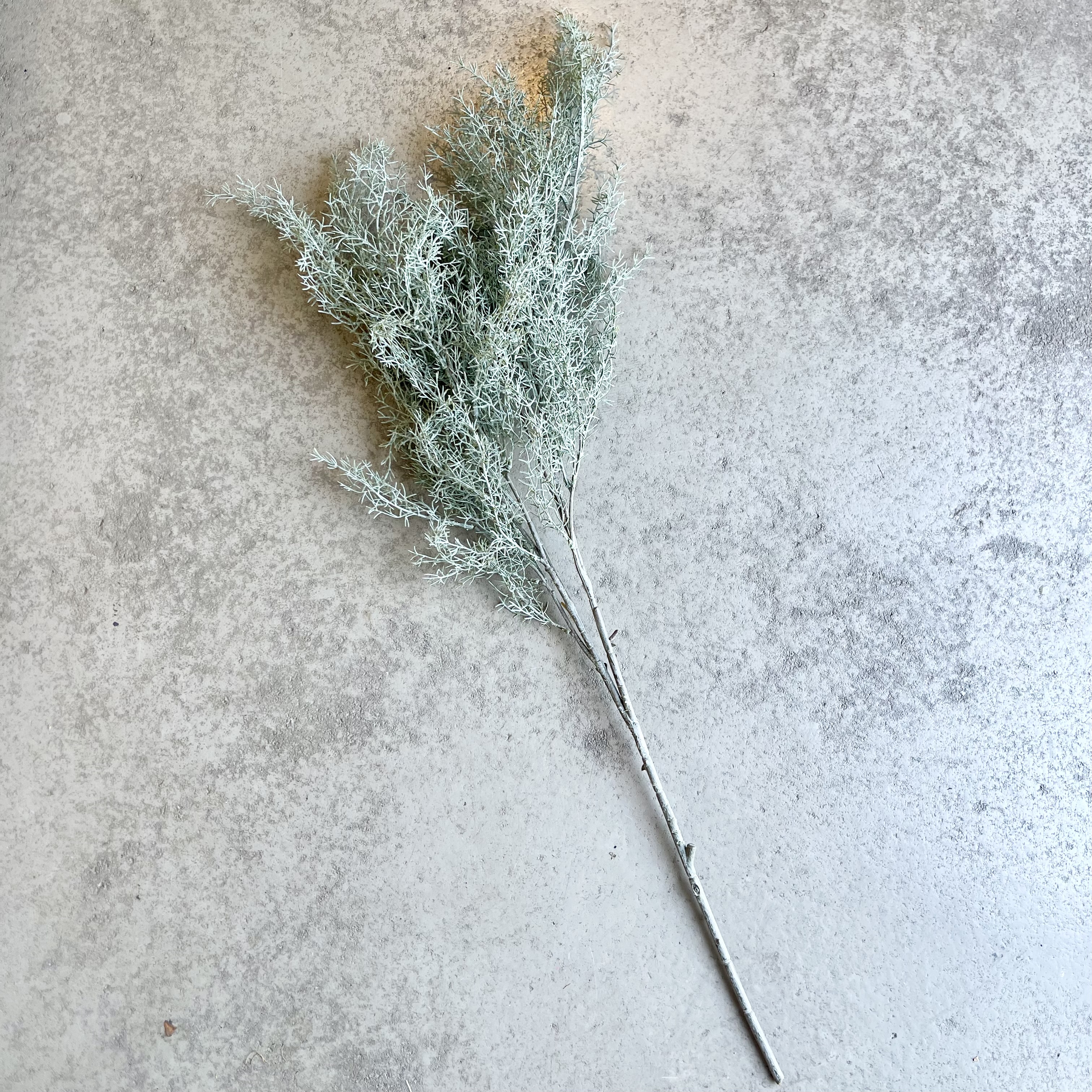 Calocephalus Zweig"Joost",L95cm,grün