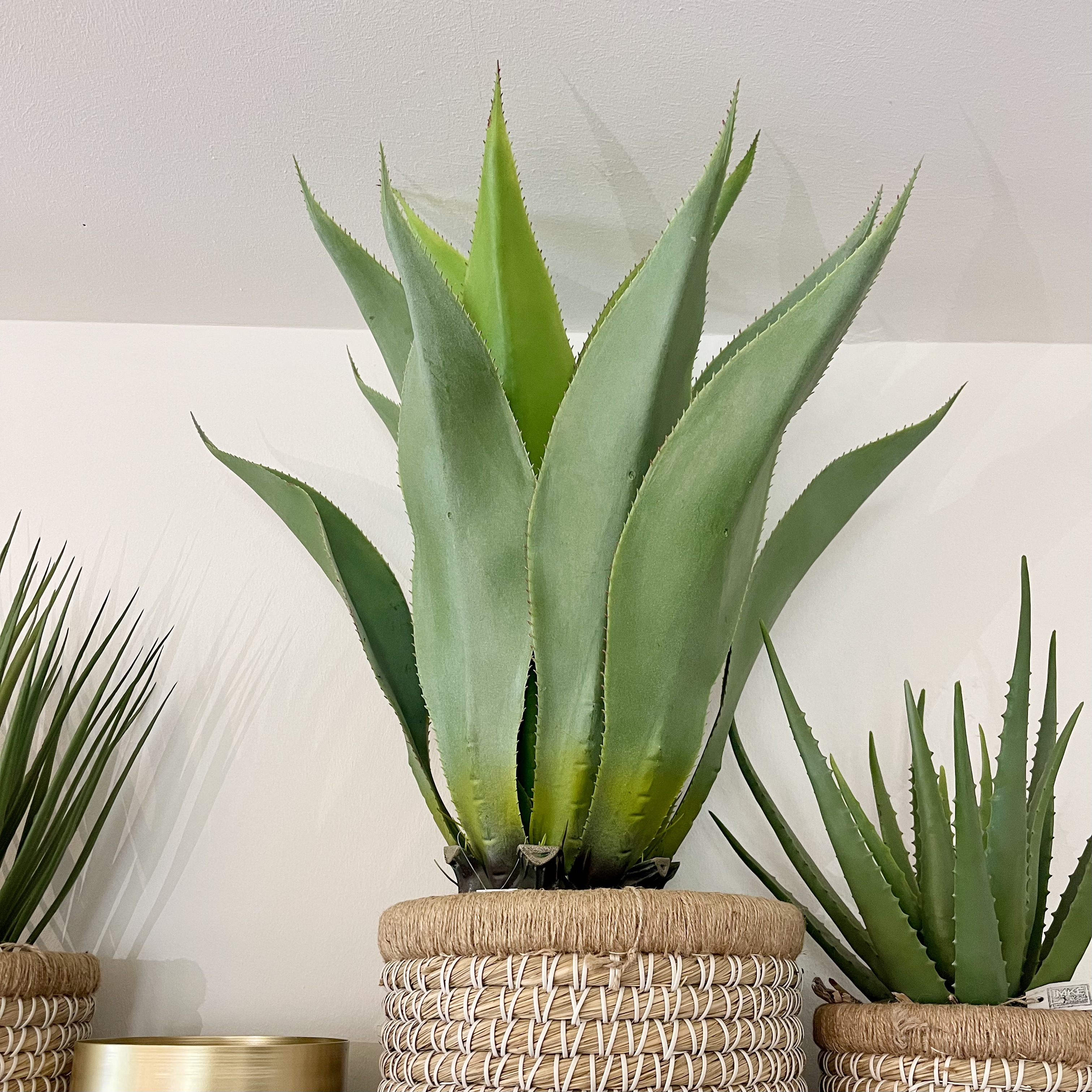 Agave getopft, H78cm, graugrün