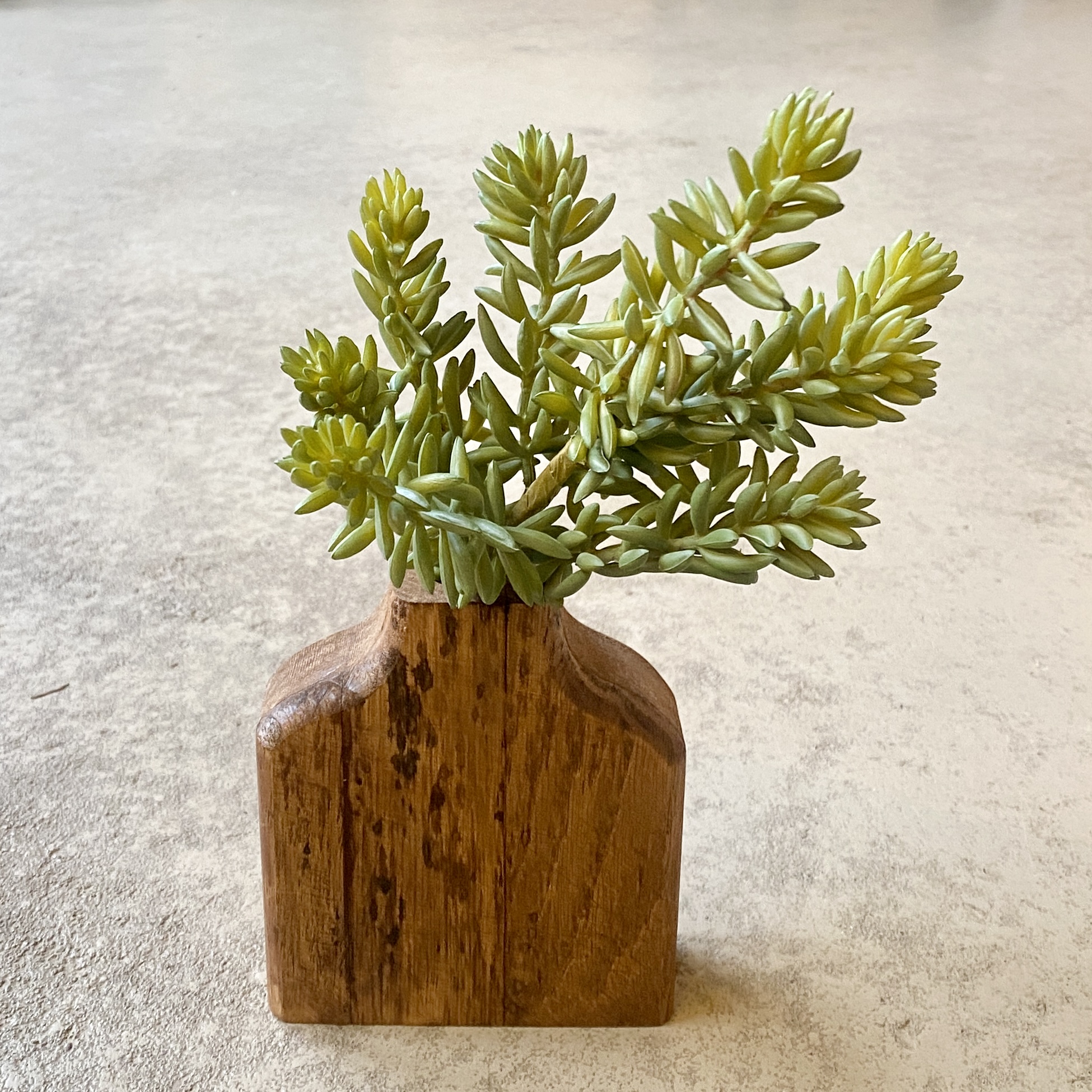 Sedum-Pick, L20cm, grün