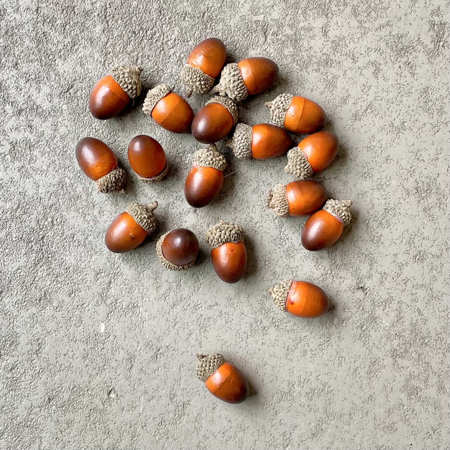 Eicheln "Nuts" x18/Btl. L3cm, braun