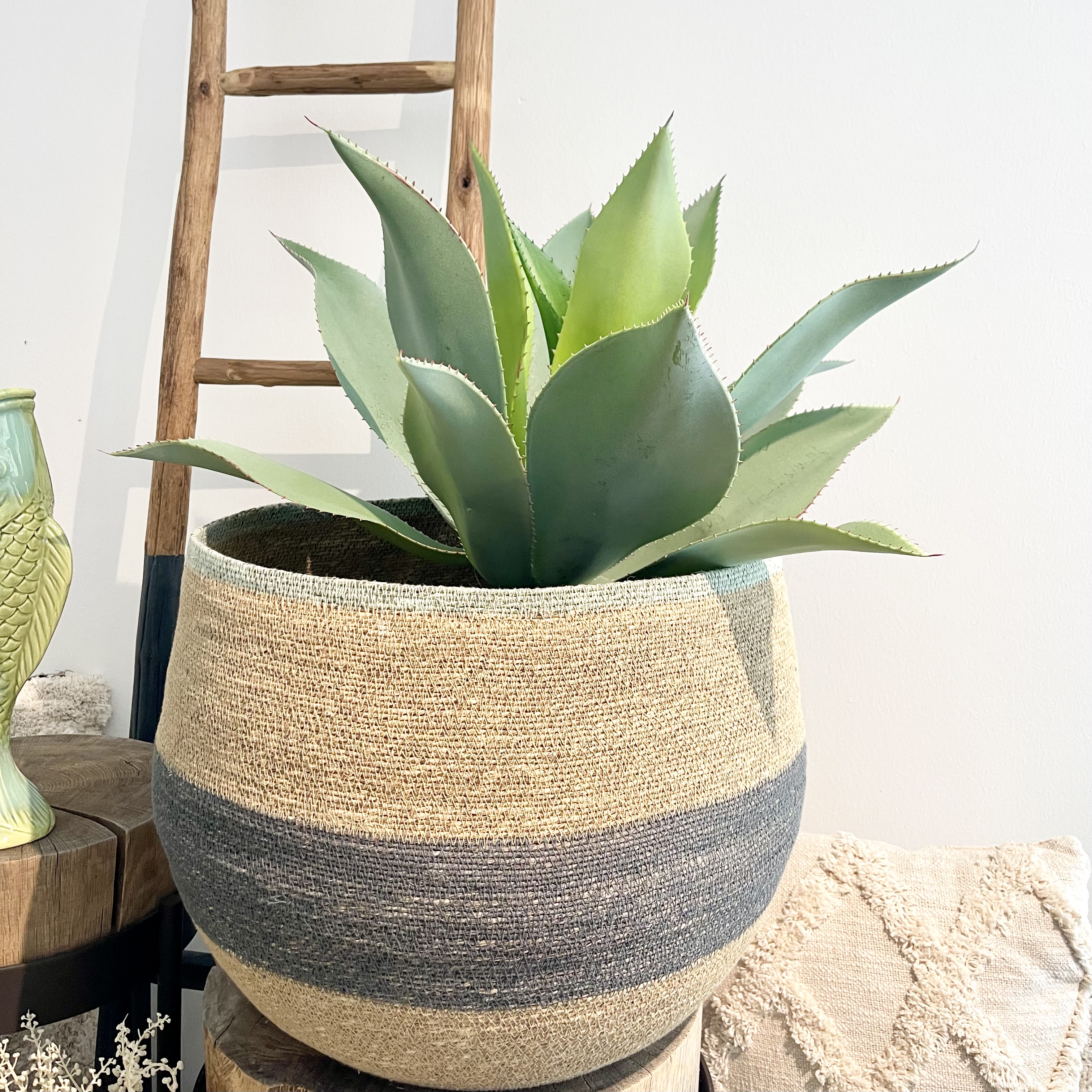 Agave getopft, H60cm, graugrün