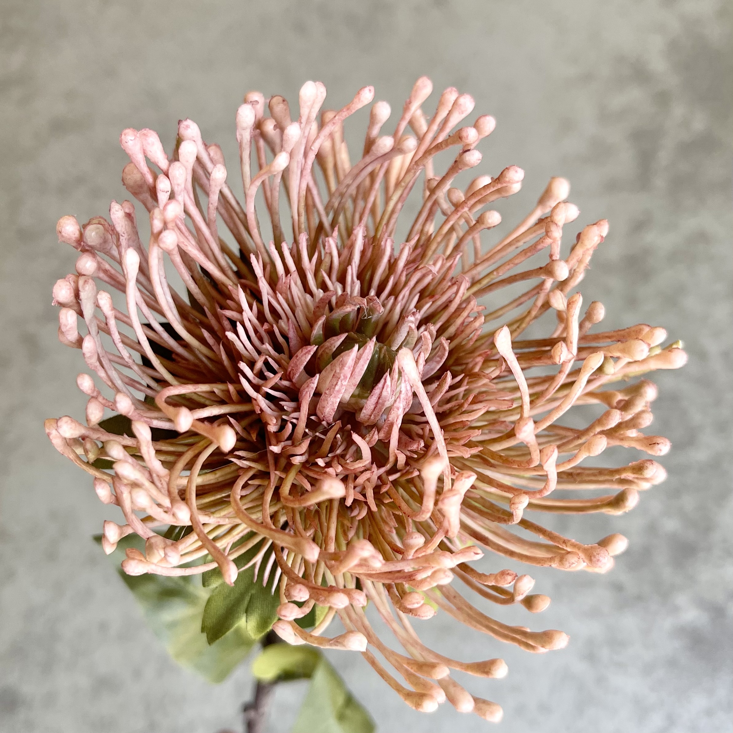 Protea "Piku", 74cm