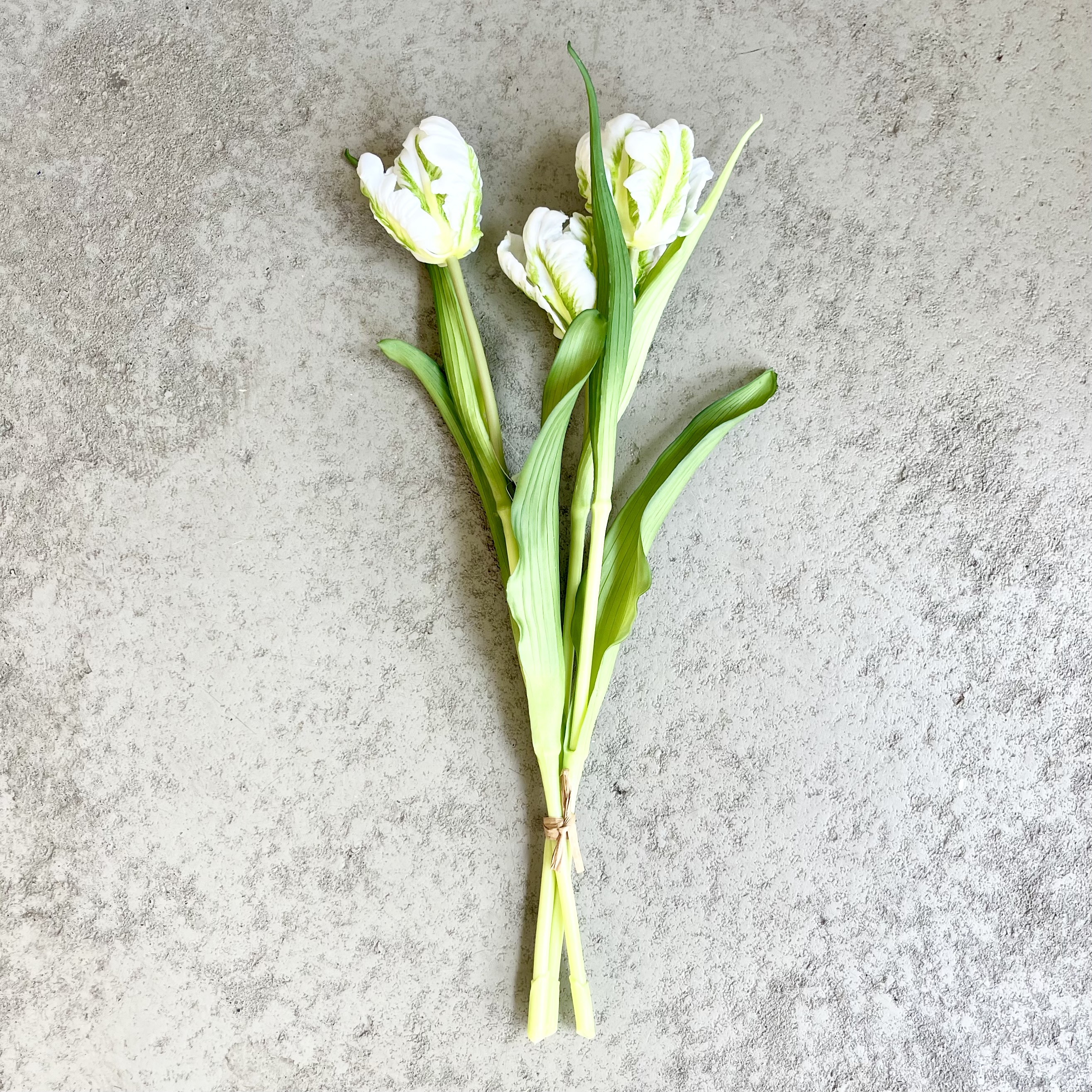 Papageien Tulpe weiß