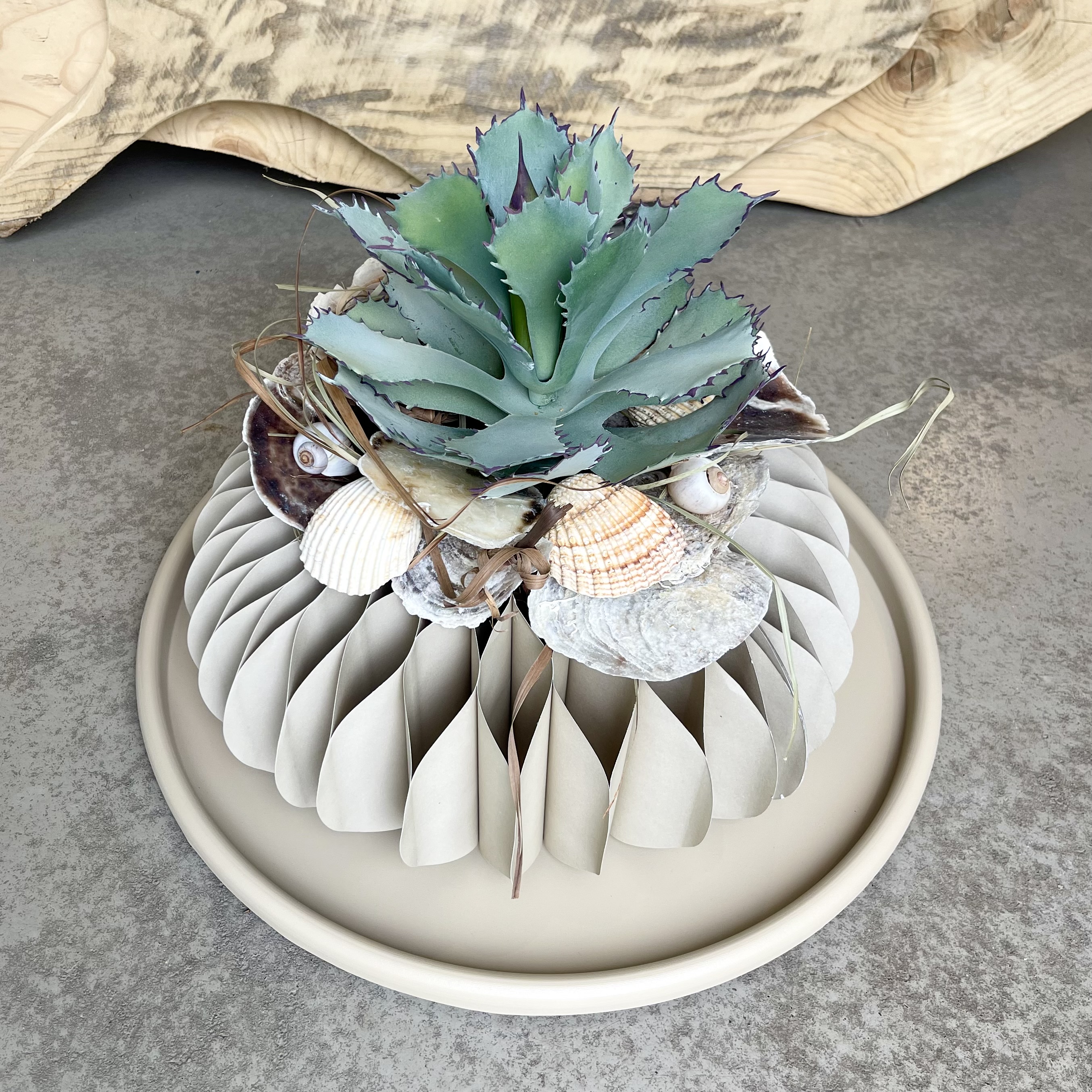 Agave Dacia 3