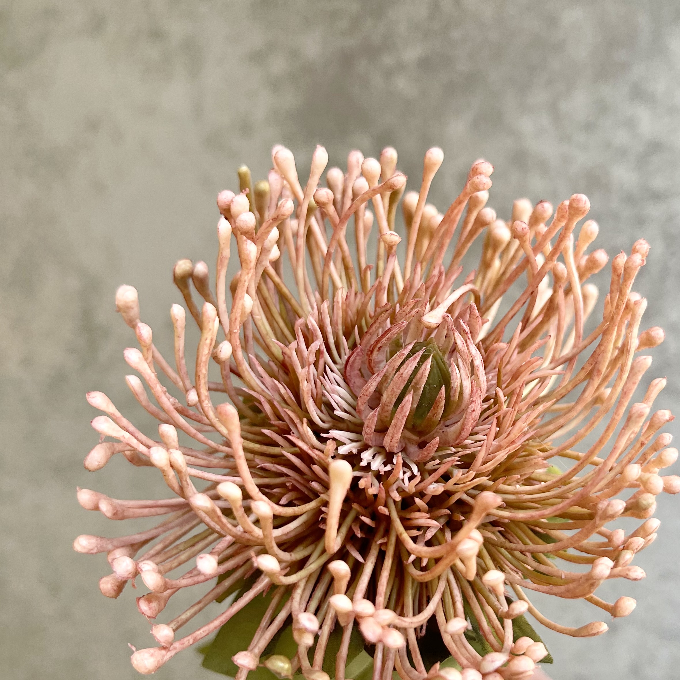 Protea "Piku", 74cm