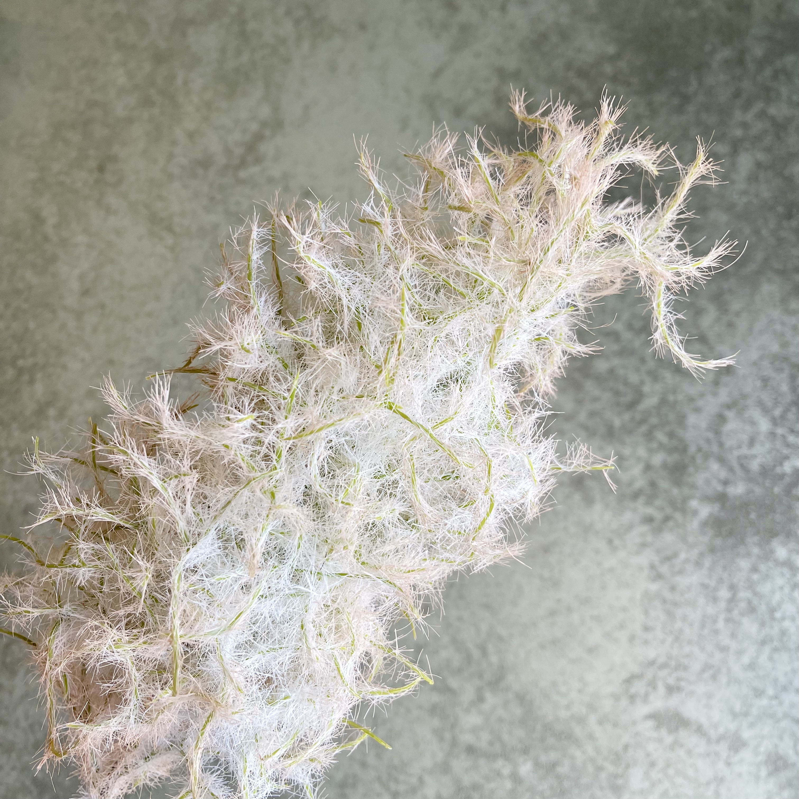 Perückenstrauch Zweig "Pia"L80cm, Altrose