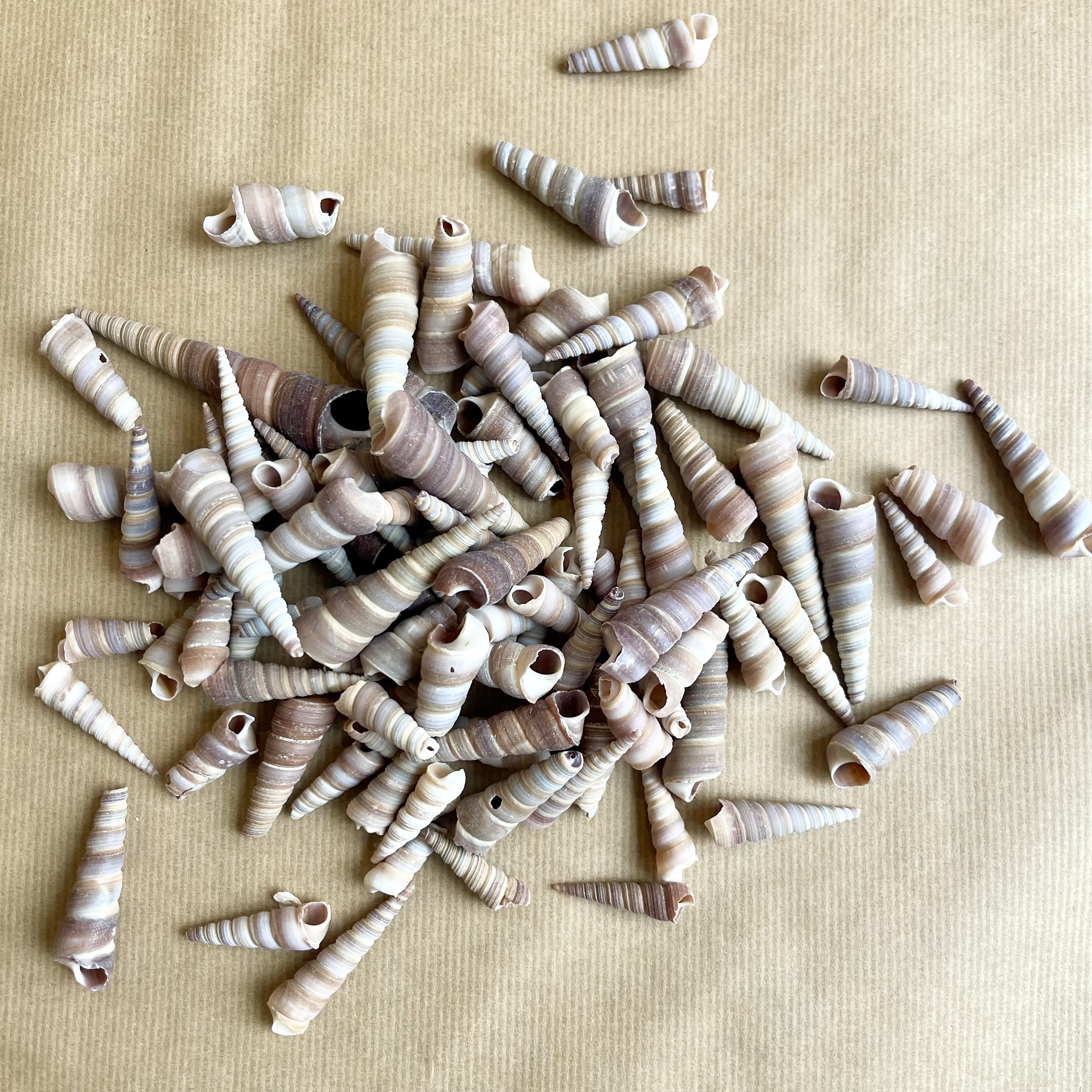 Muscheln im Netz 300g/natur