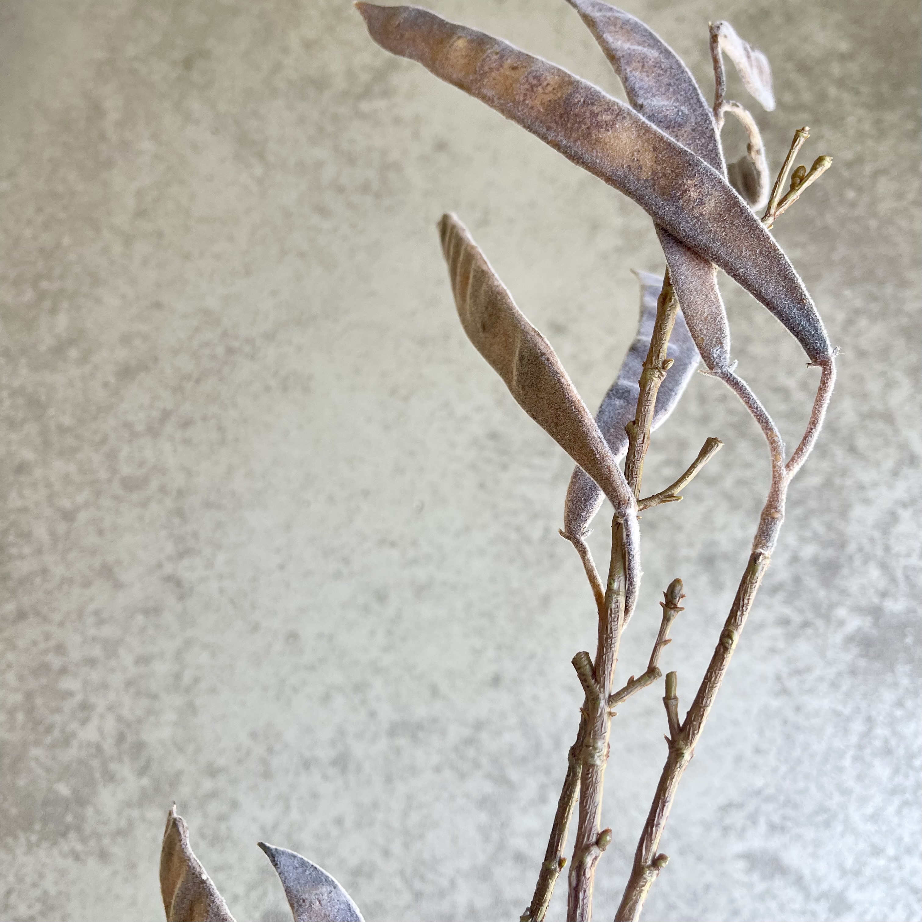 Schotenzweig "Gero", 120cm