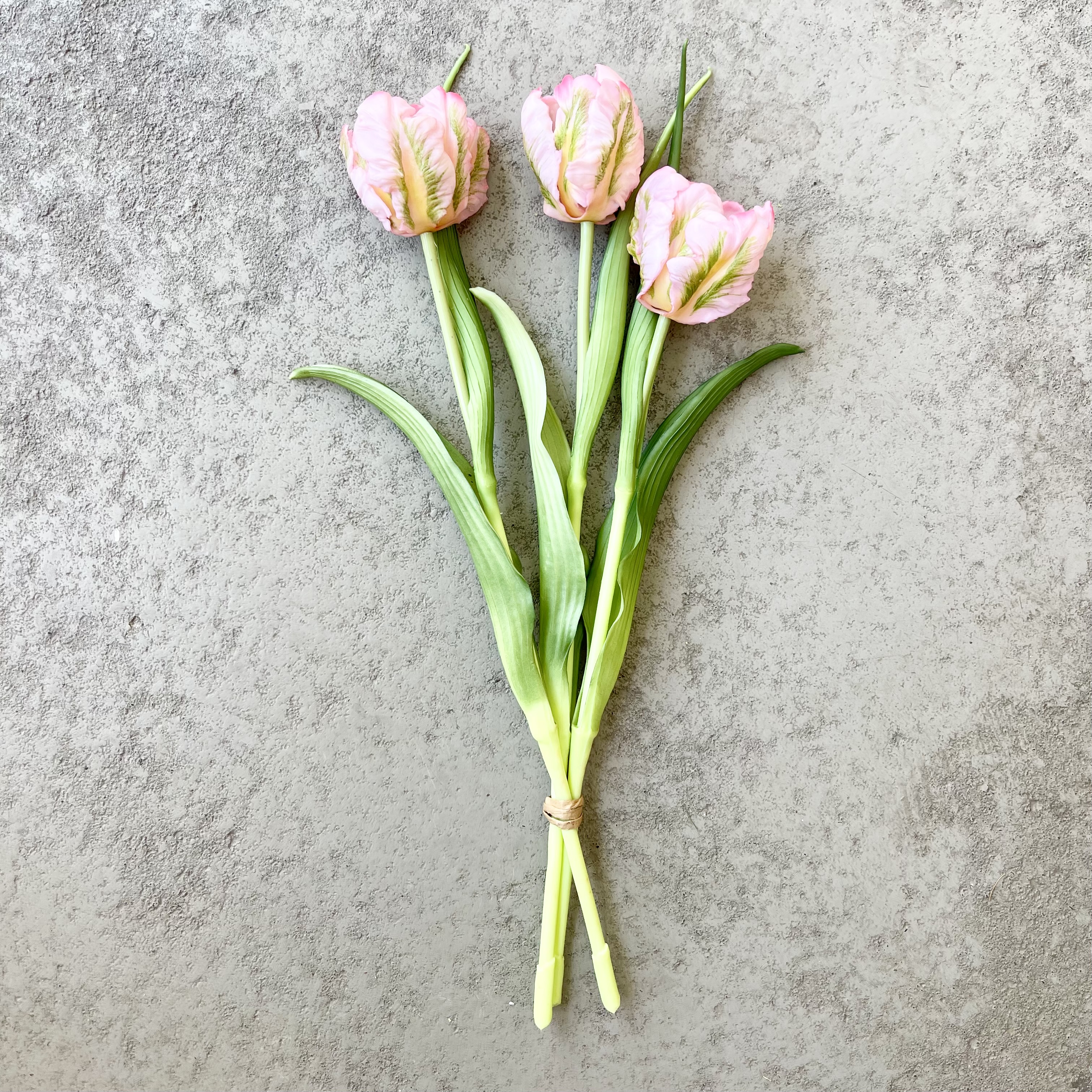 Papageien Tulpe rosa