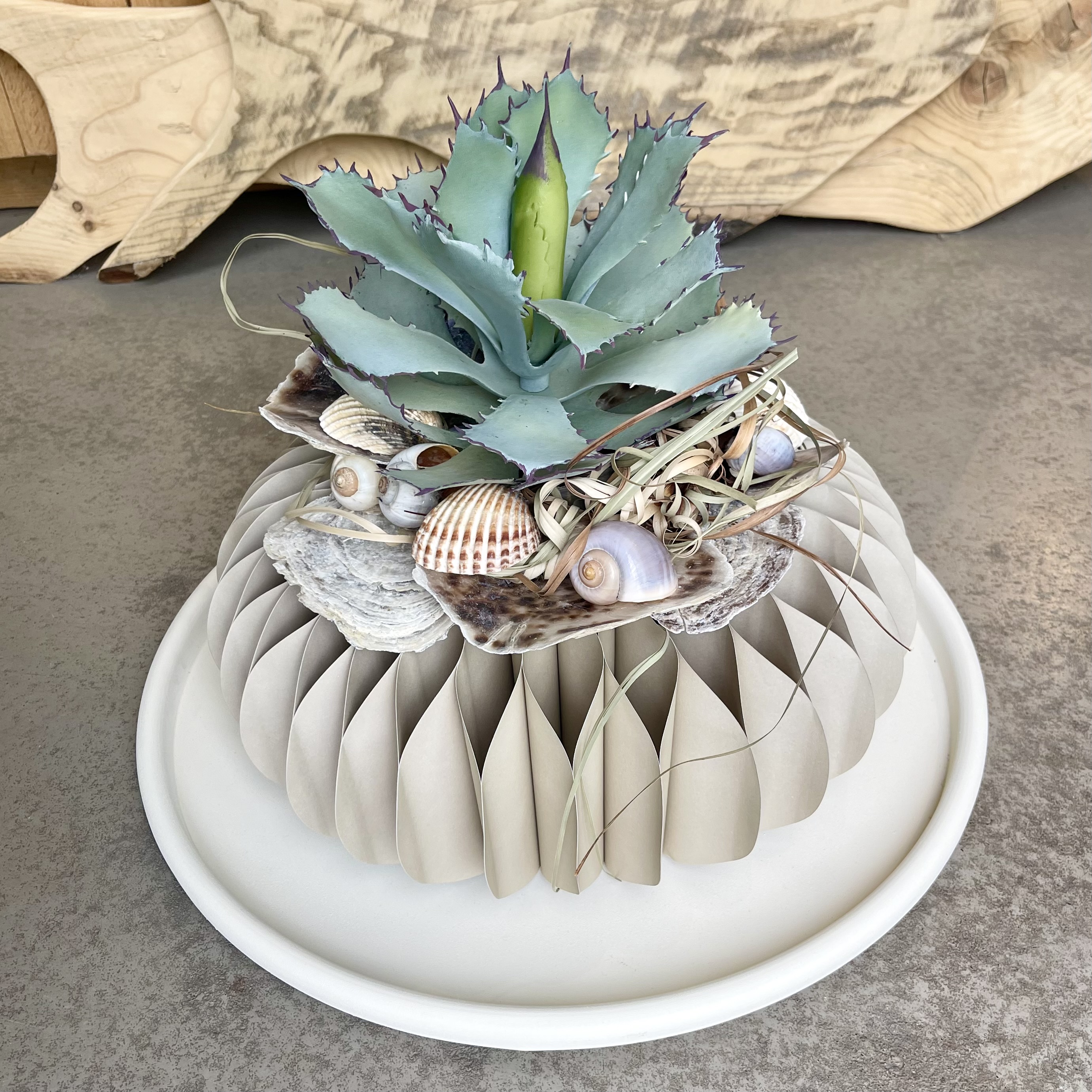 Agave Dacia 2