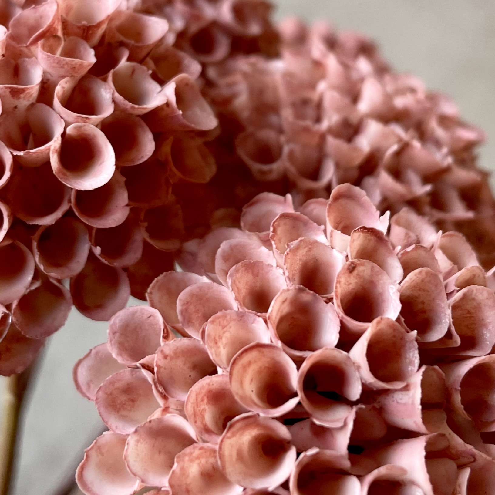 Dahlien-Bündel x7, L27cm, altrosa