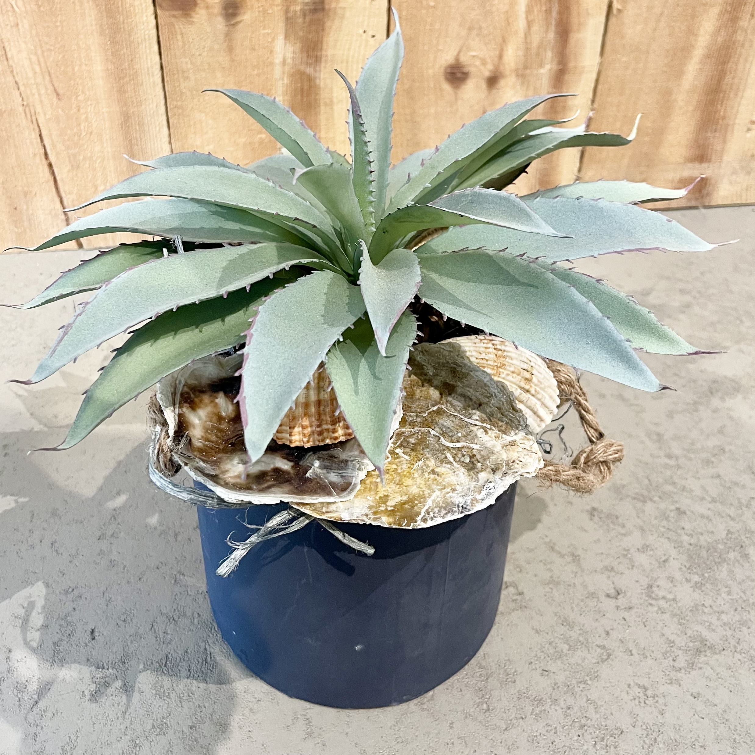 Agave im Topf Model 2