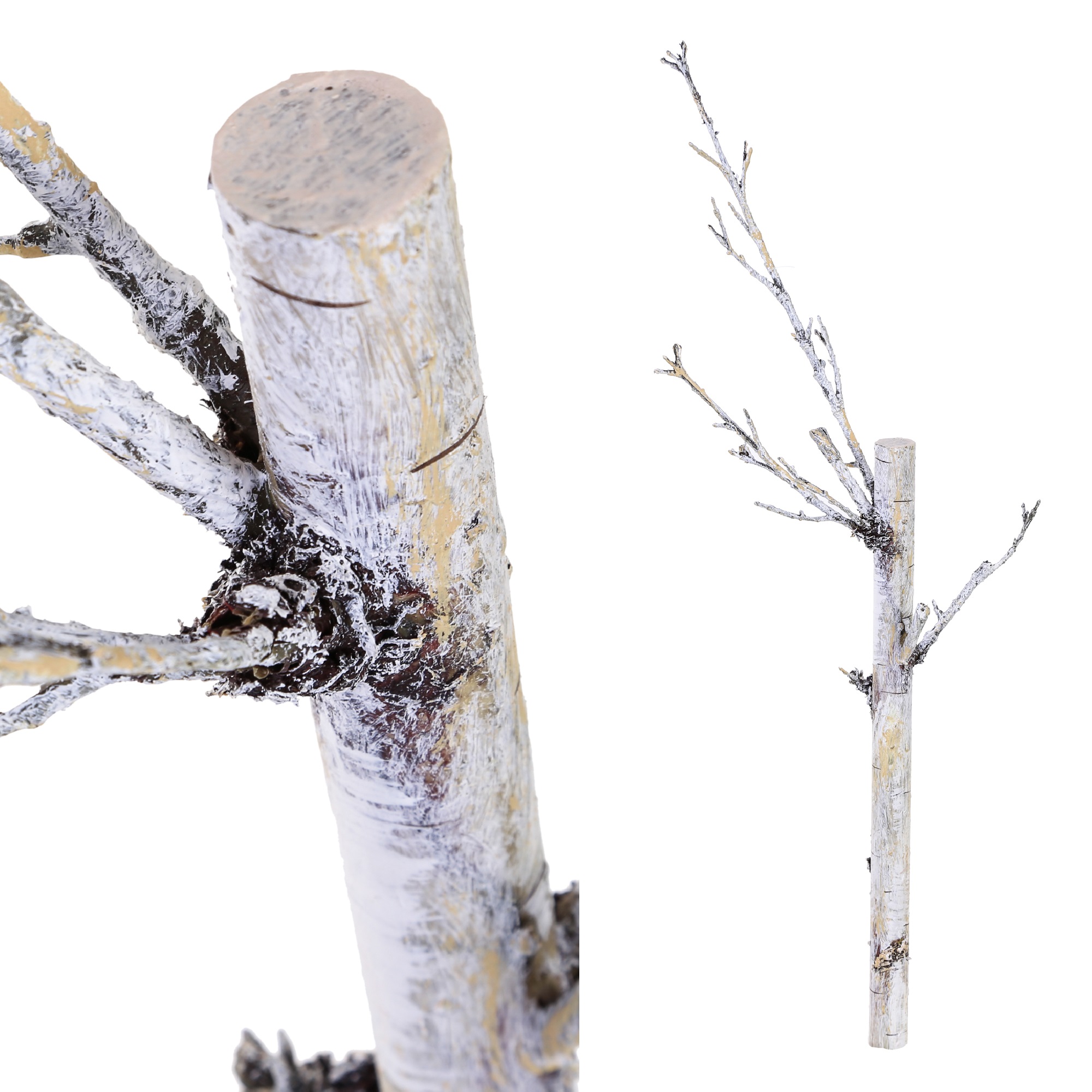 PTMD_Birkenstamm_670489