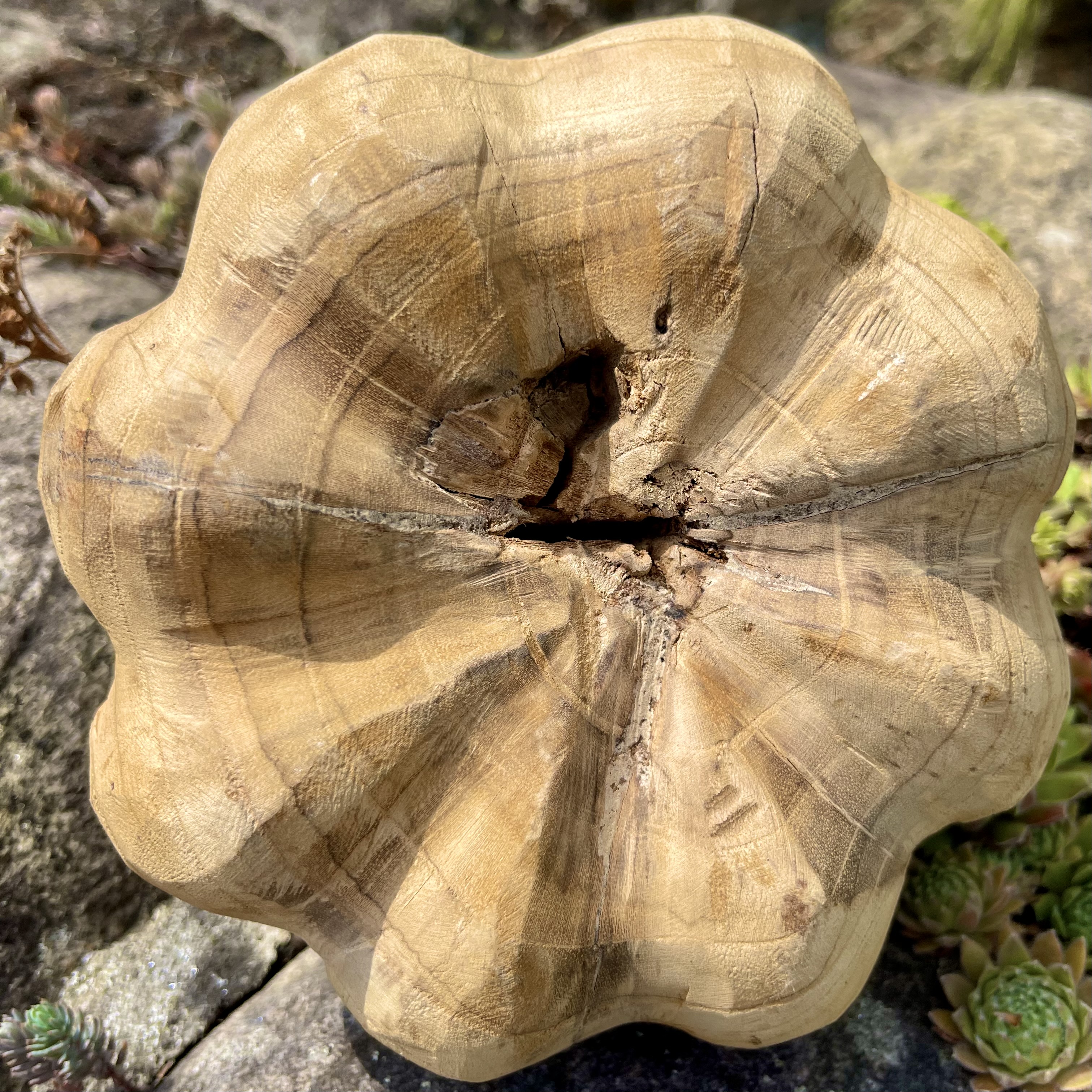 Holz-Kürbis Teak, H18cm, B25cm