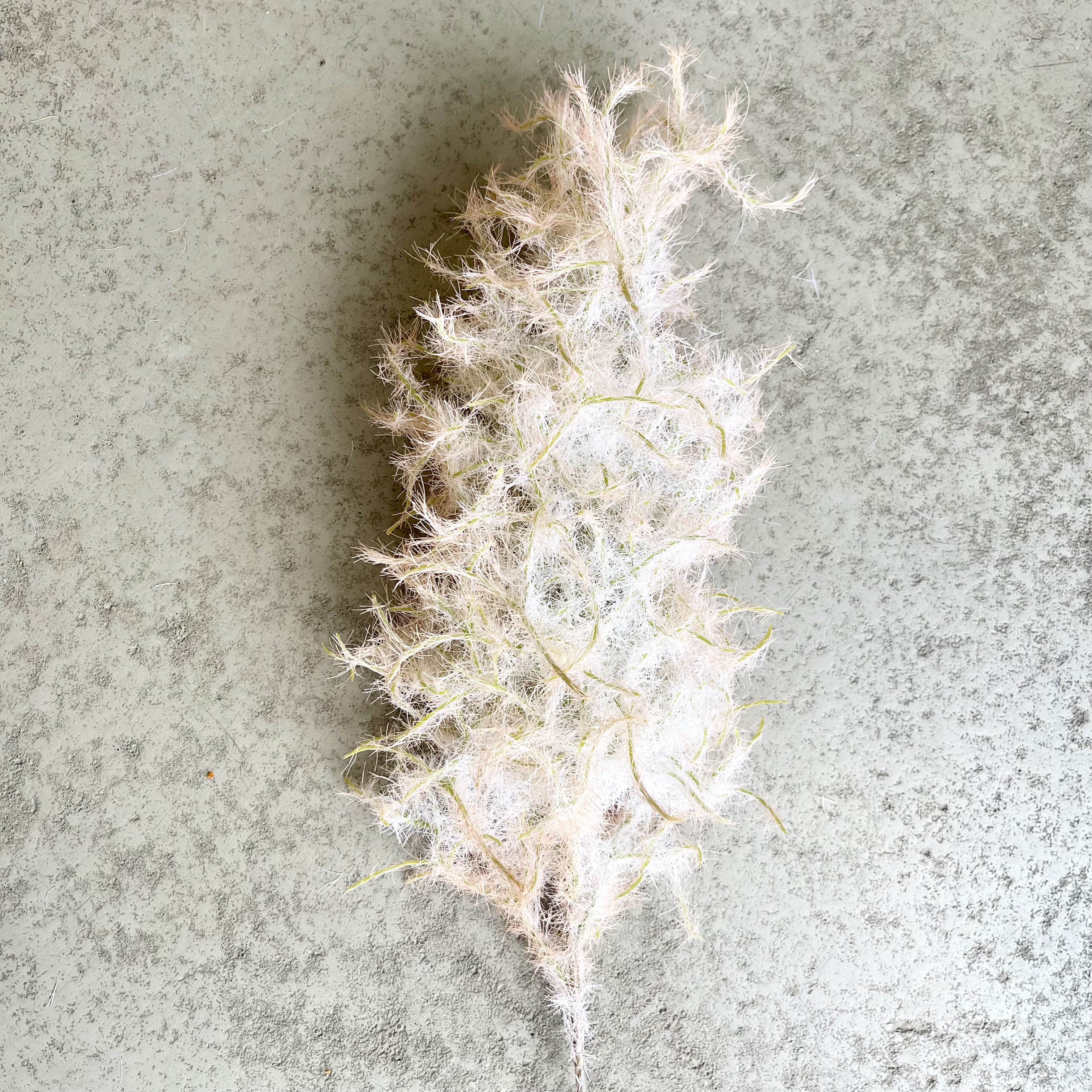 Perückenstrauch Zweig "Pia"L80cm, Altrose